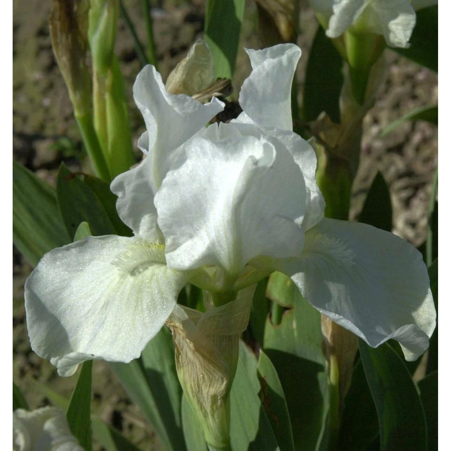 Schwertlilie English Cottage - Iris barbata günstig online kaufen