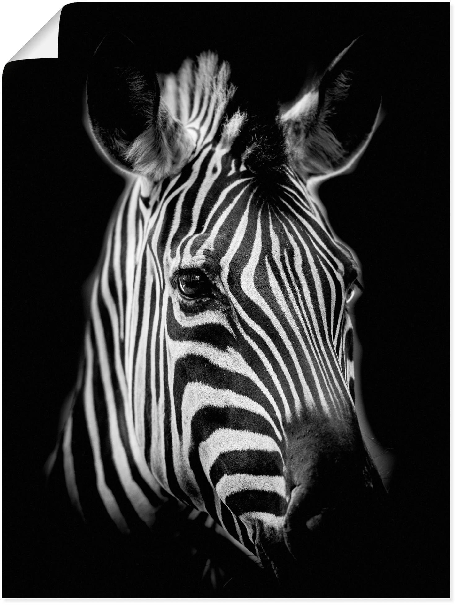 Artland Wandbild "Zebra", Zebra Bilder, (1 St.), als Alubild, Outdoorbild, günstig online kaufen