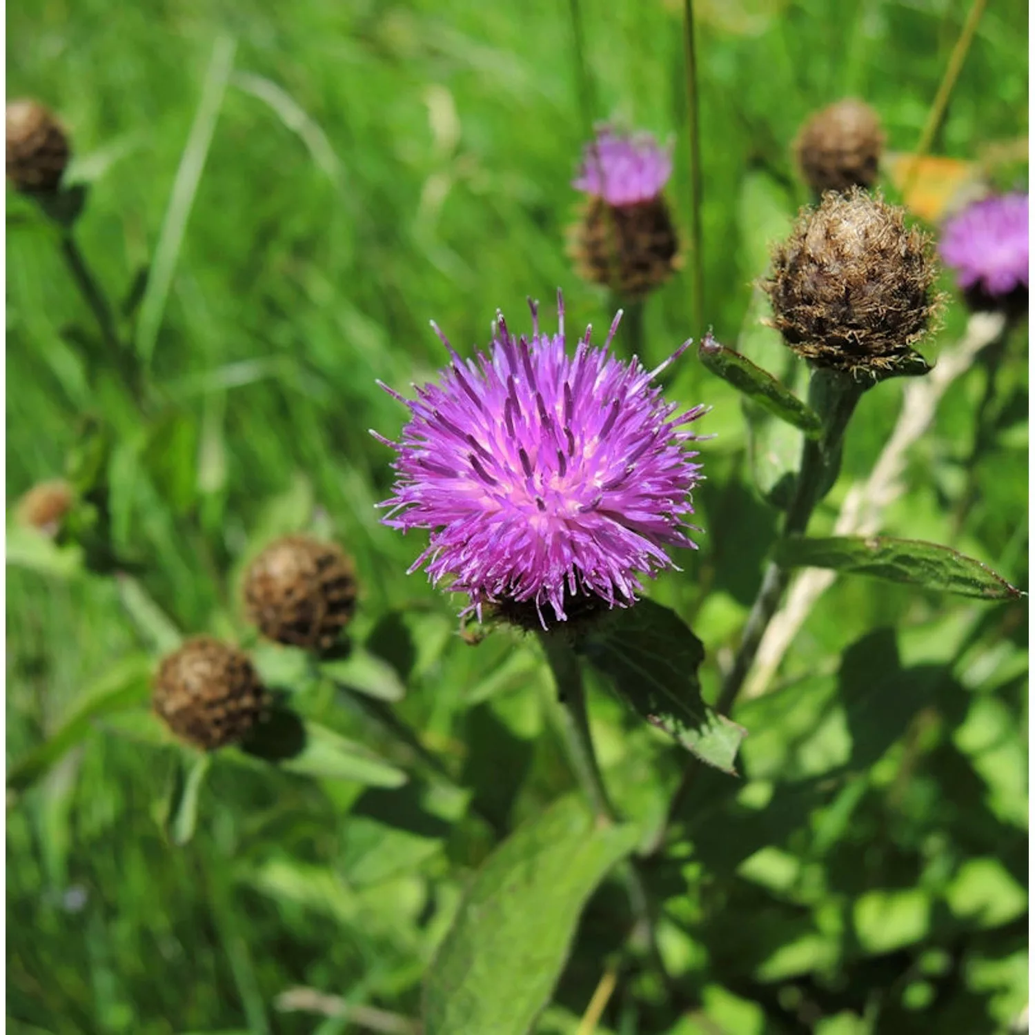 Perücken Flockenblume - Centaurea pseudophrygia günstig online kaufen