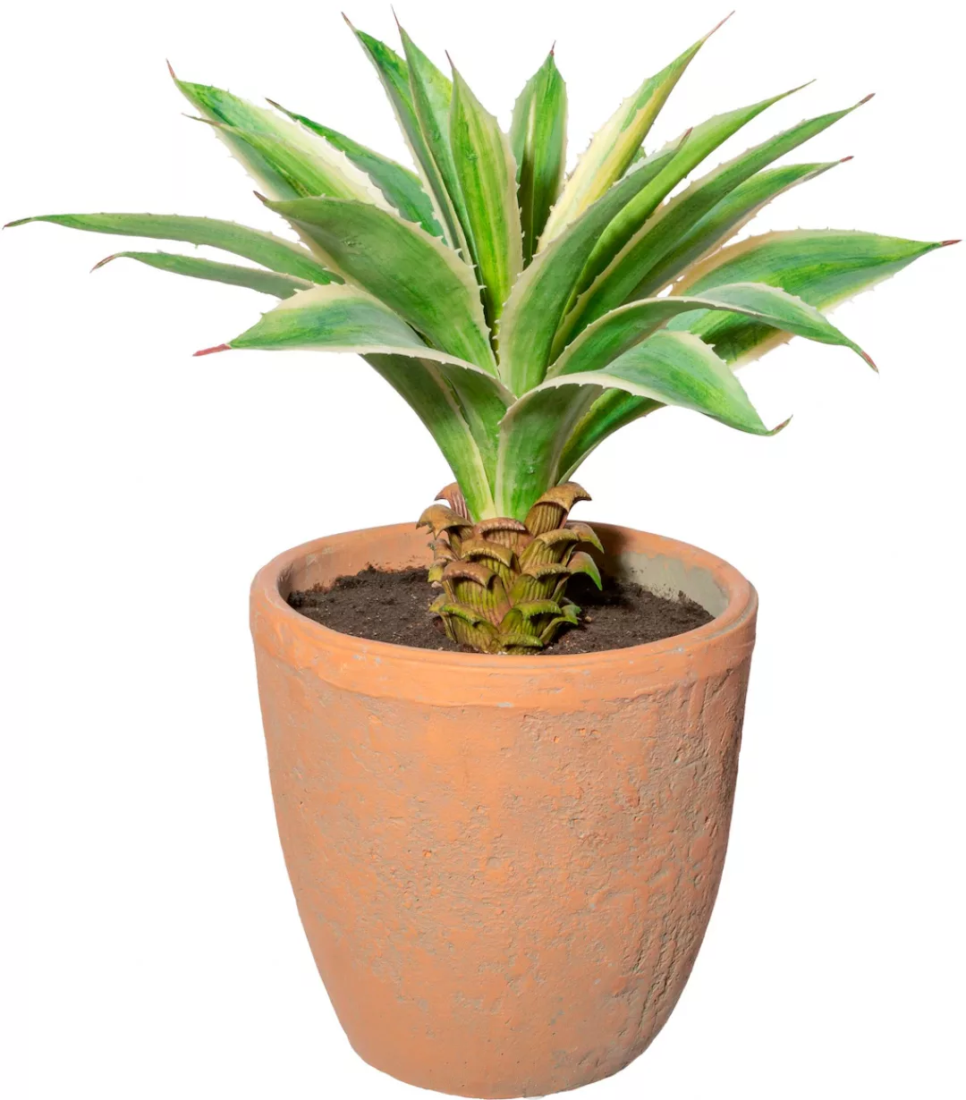 Creativ green Künstliche Zimmerpflanze »Agave im Terracottatopf« günstig online kaufen