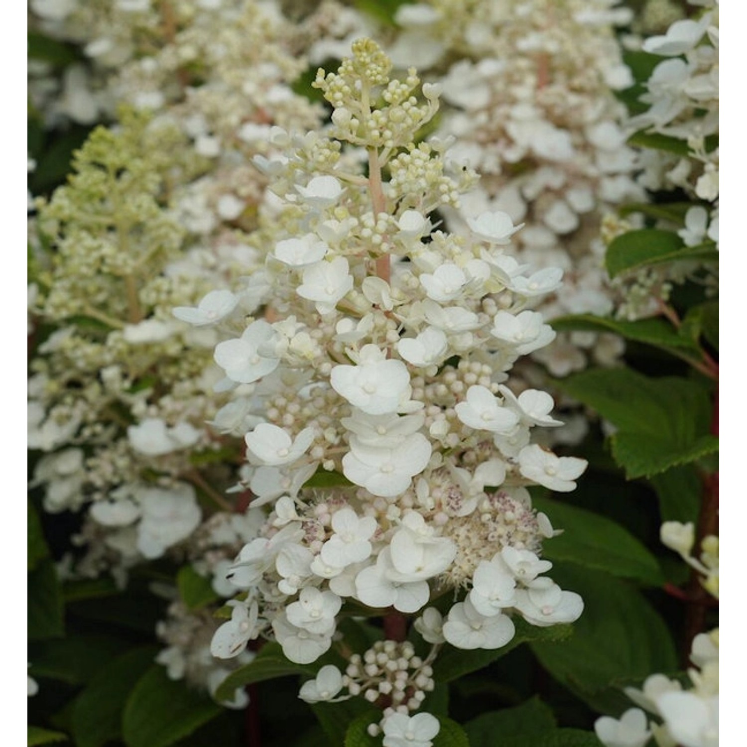 Hochstamm Rispenhortensie Baby Lace 100-125cm - Hydrangea paniculata günstig online kaufen