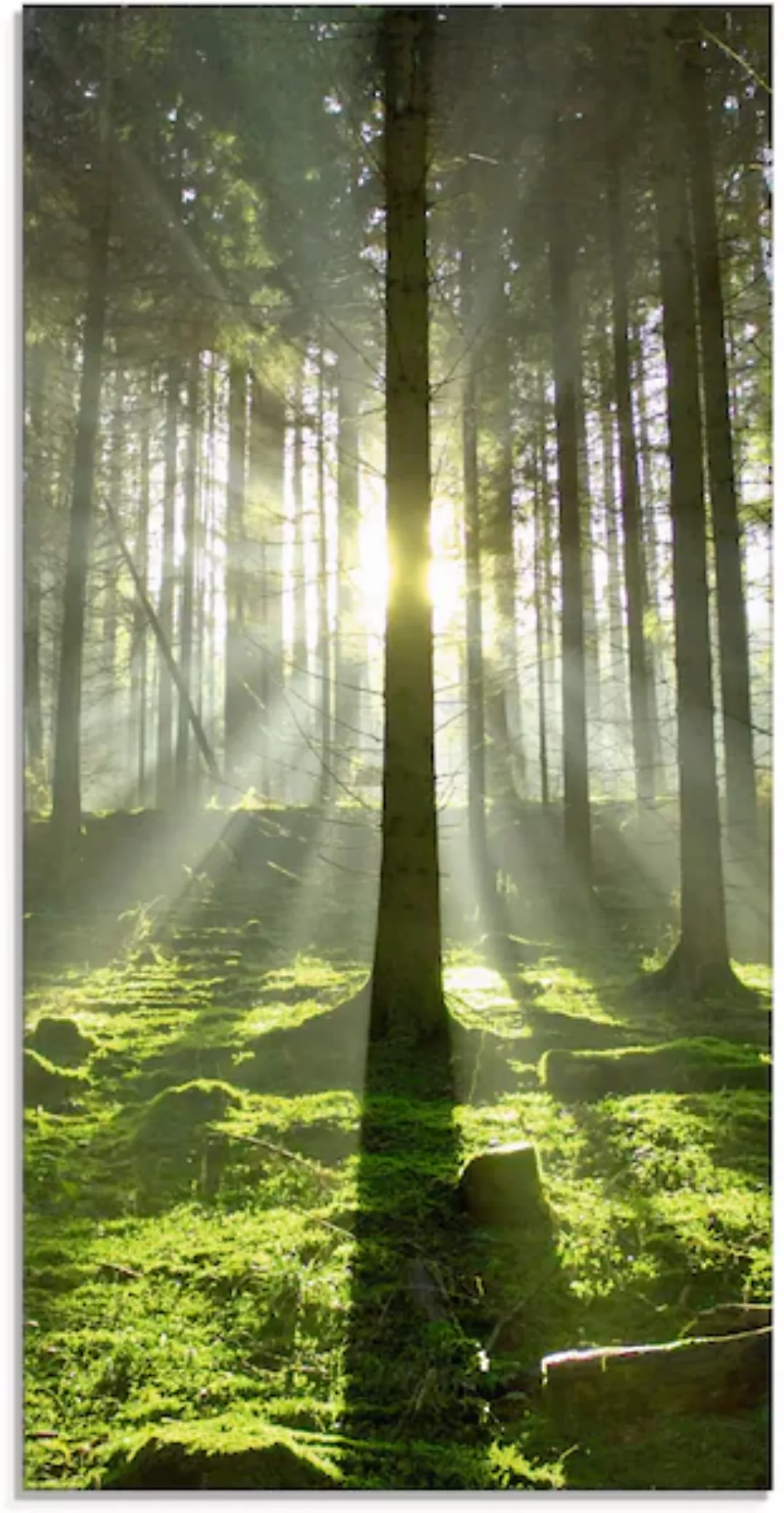 Artland Glasbild "Wald im Gegenlicht", Wald, (1 St.), in verschiedenen Größ günstig online kaufen