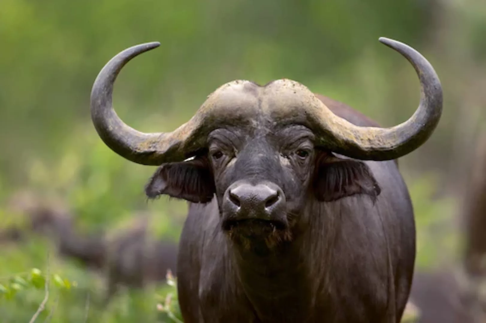 Papermoon Fototapete »Afrikanischer Büffel« günstig online kaufen