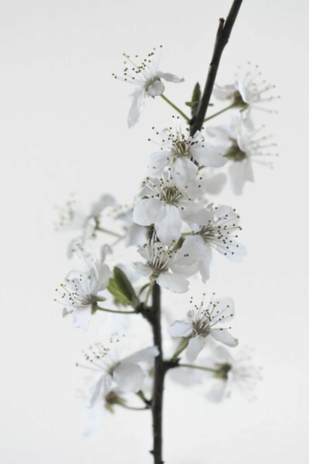Poster / Leinwandbild - White Blossoms günstig online kaufen