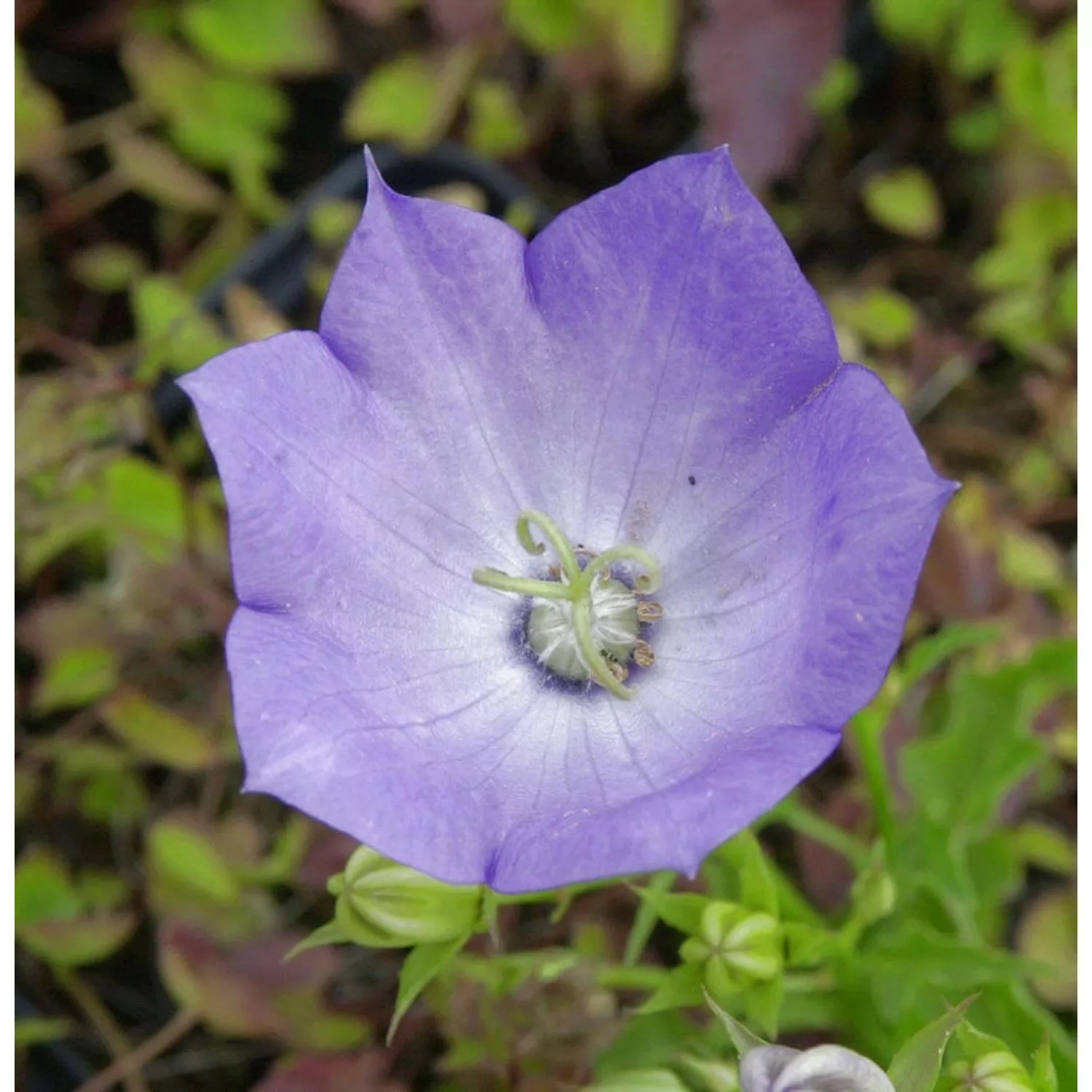 Karpaten Glockenblume Karpatenkrone - Campanula carpatica günstig online kaufen