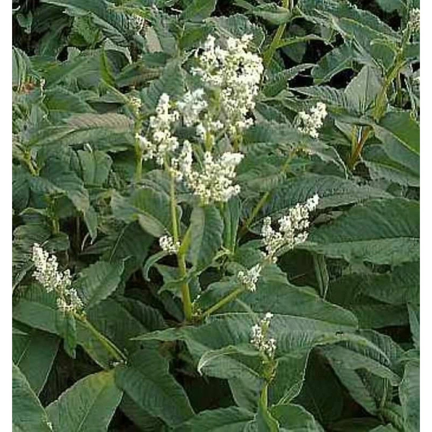 Berg Knöterich Johanniswolke - Persicaria culturum günstig online kaufen