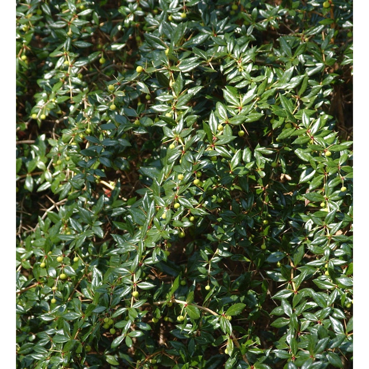 Kugelberberitze Amstelveen 25-30cm - Berberis frikartii günstig online kaufen