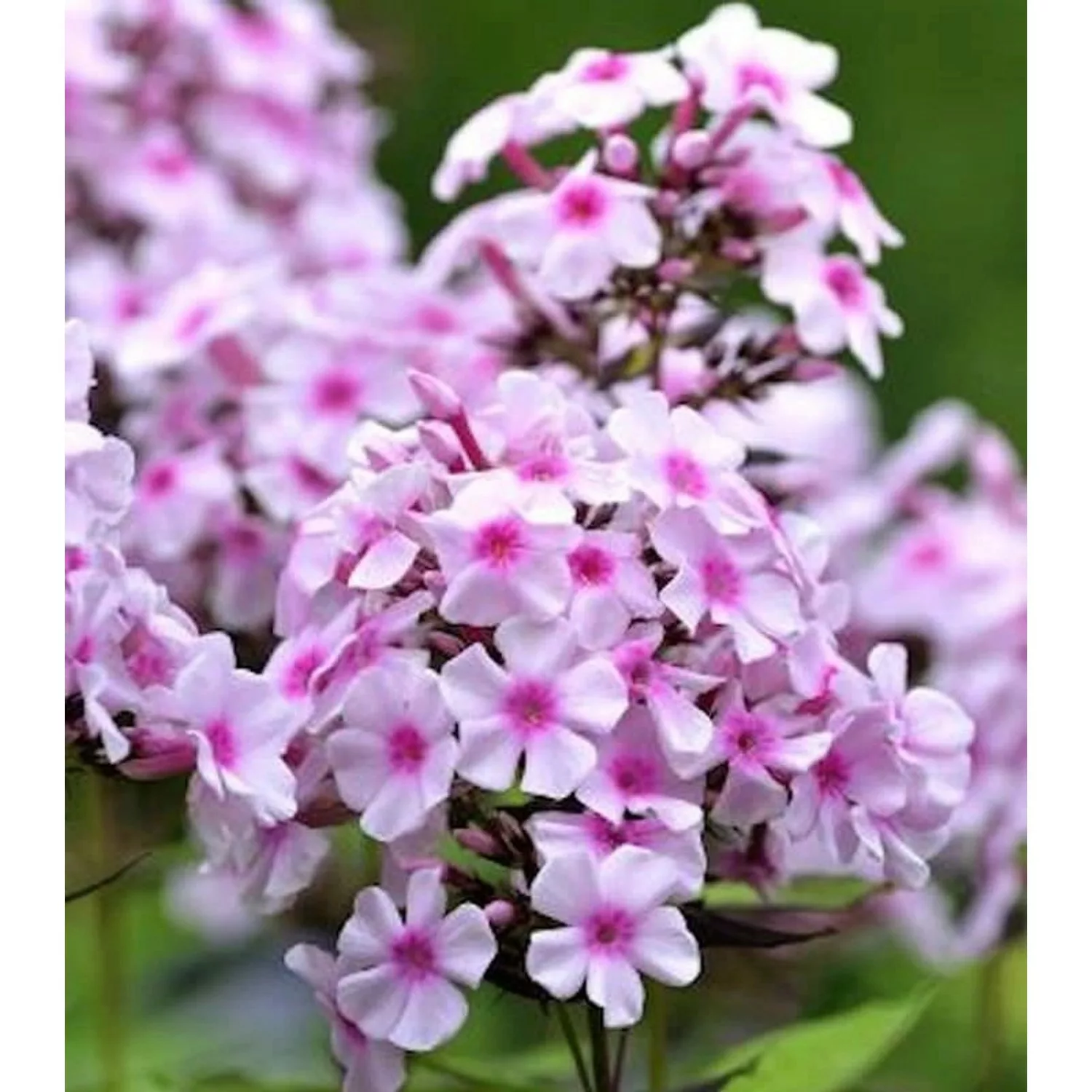 Wiesen Flammenblume Delta - Phlox Maculata günstig online kaufen