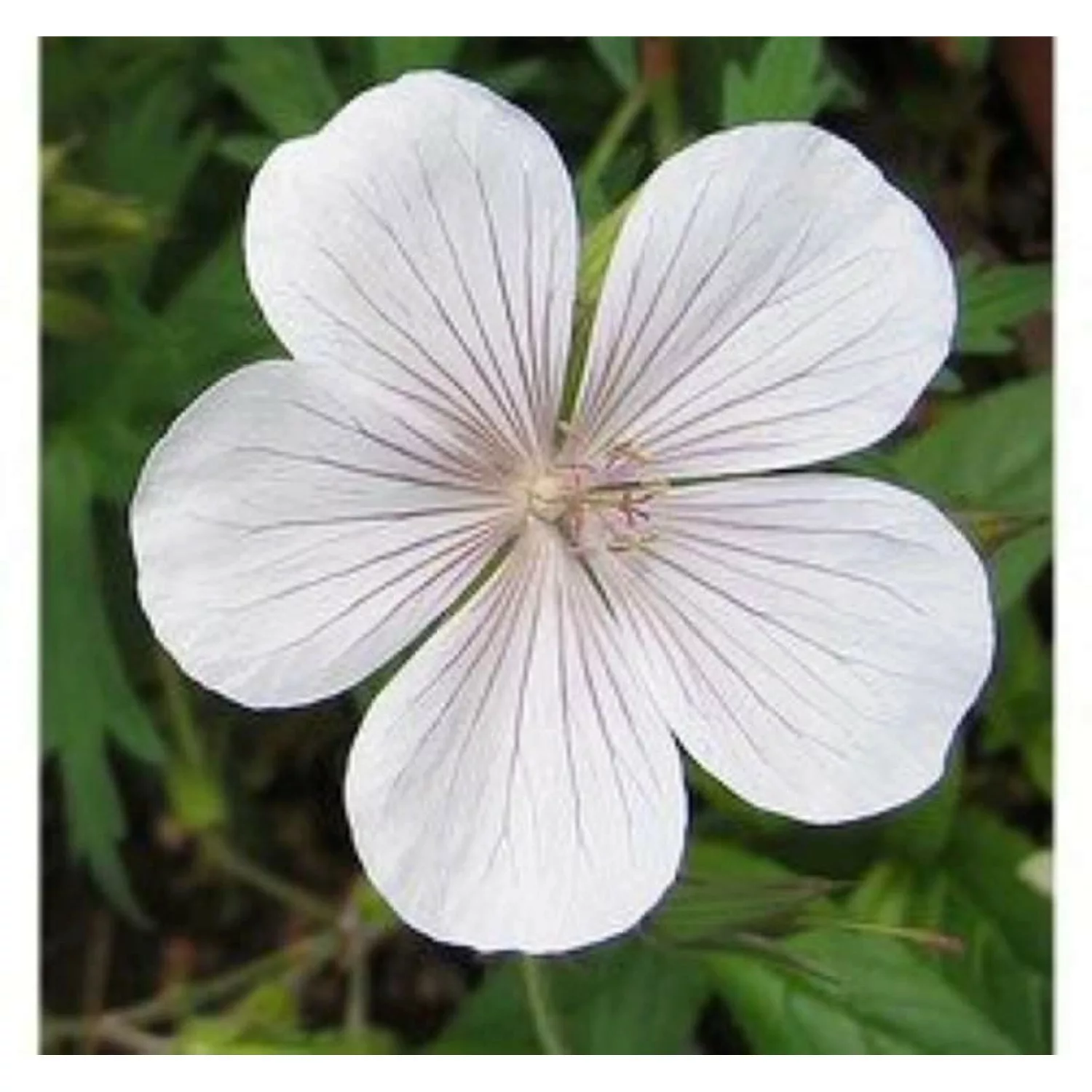 Storchenschnabel Kashmir White - Geranium clarkei günstig online kaufen