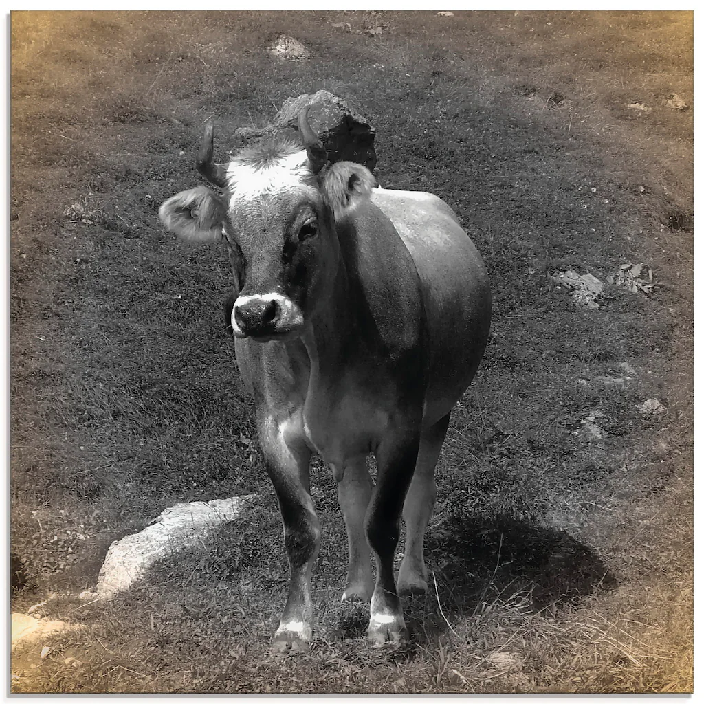 Artland Glasbild "Kuh Kontakt", Haustiere, (1 St.) günstig online kaufen