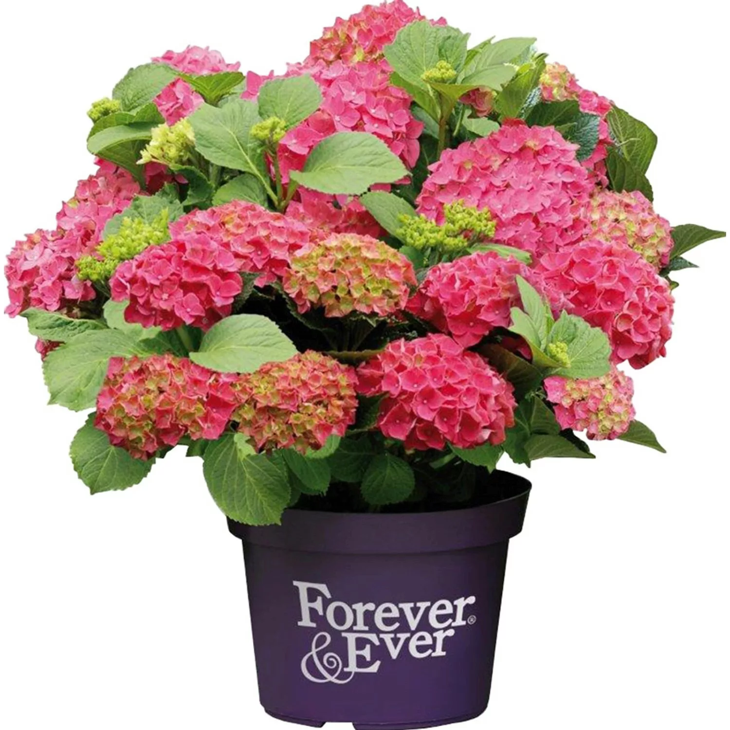 Bauernhortensie Forever & Ever Rot Höhe ca. 40 - 50 cm Topf ca. 5 l Hydrang günstig online kaufen