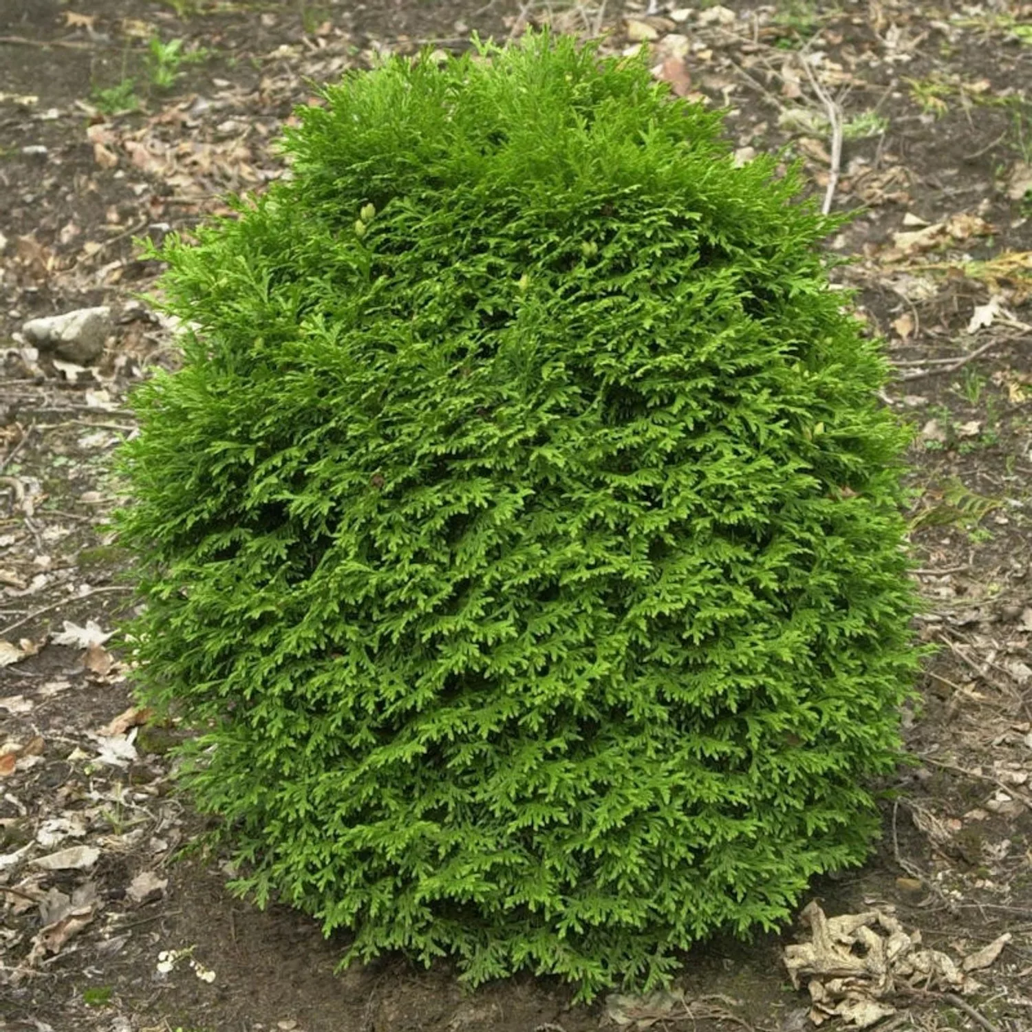 Lebensbaum Waterfield 20-25cm - Thuja occidentalis günstig online kaufen