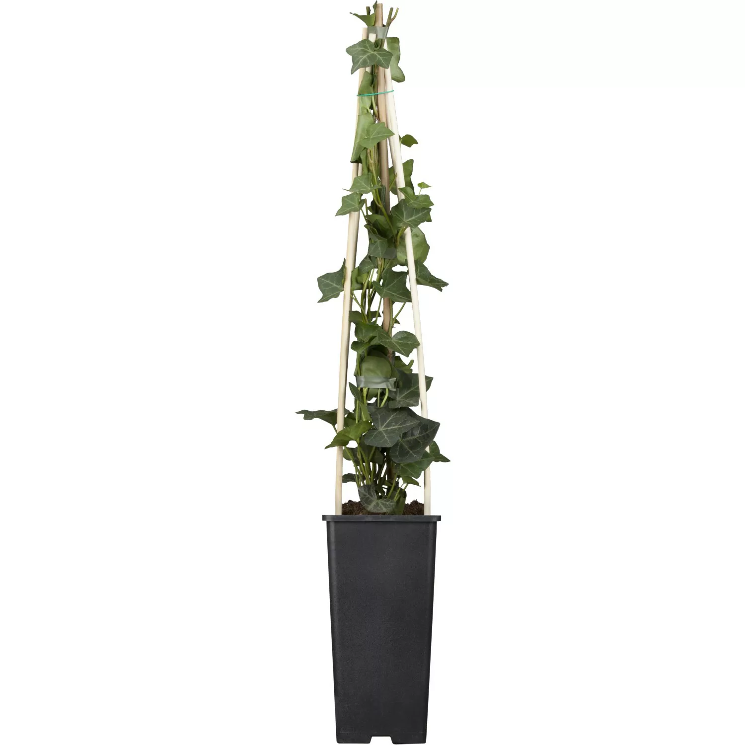 Großblättriger Irischer Efeu ca. 40 - 60 cm Topf-Ø ca. 17 cm Hedera hiberni günstig online kaufen