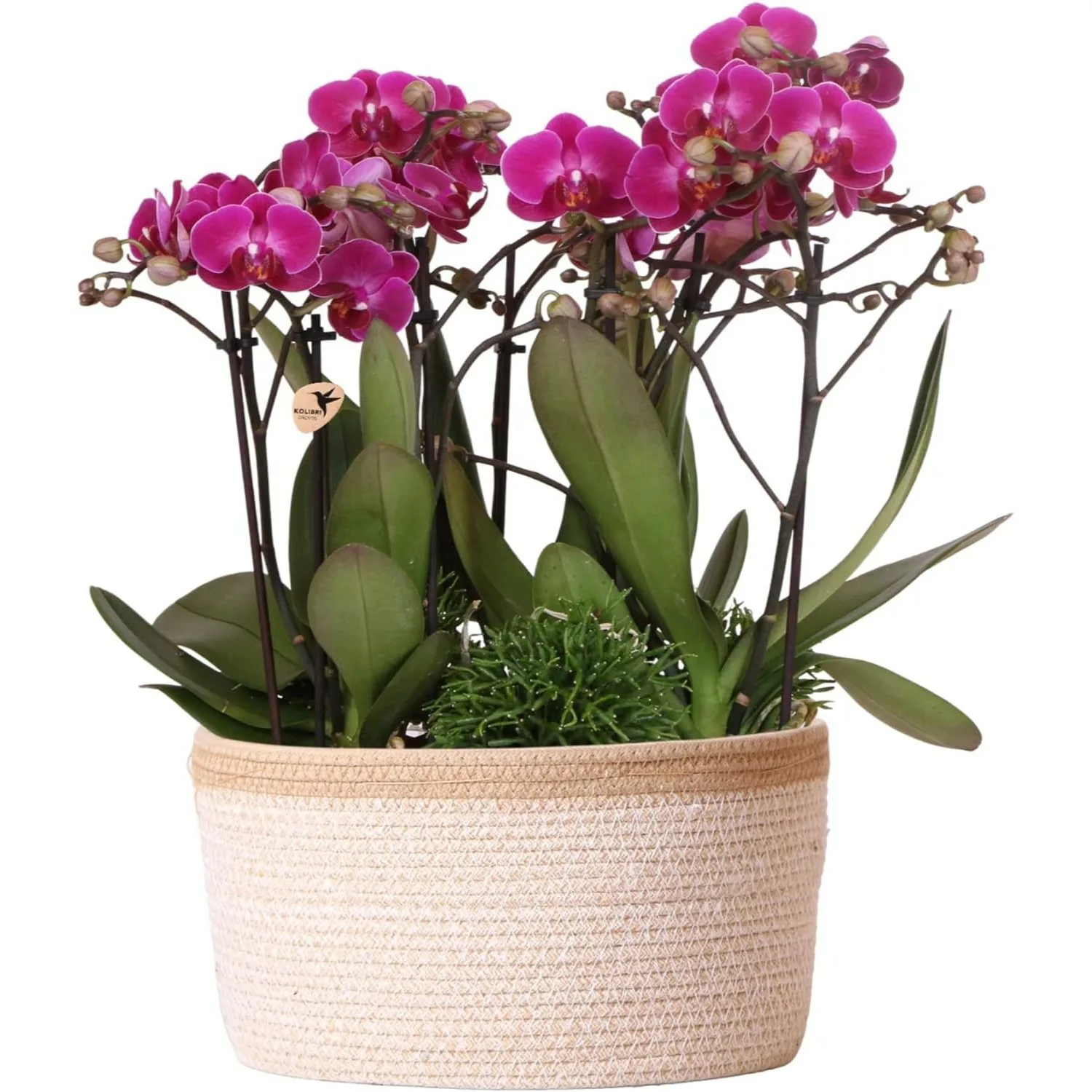 Kolibri Orchids Pflanzenset inkl. Wassertank Drei Lila Orchideen Morelia 9c günstig online kaufen