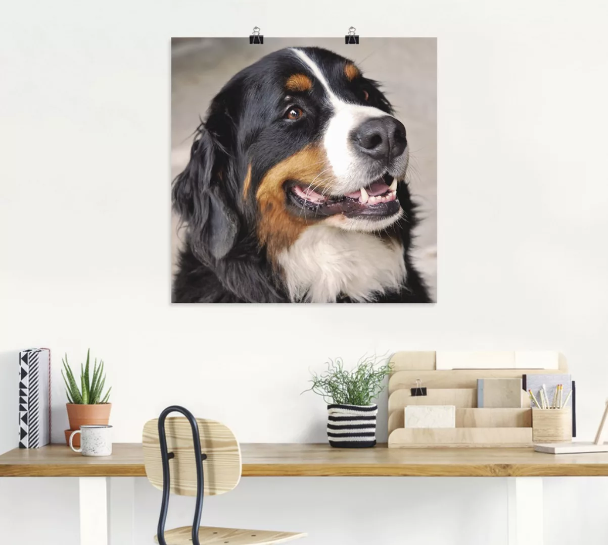 Artland Wandbild "Berner Sennenhund", Haustiere, (1 St.), als Poster, Wanda günstig online kaufen