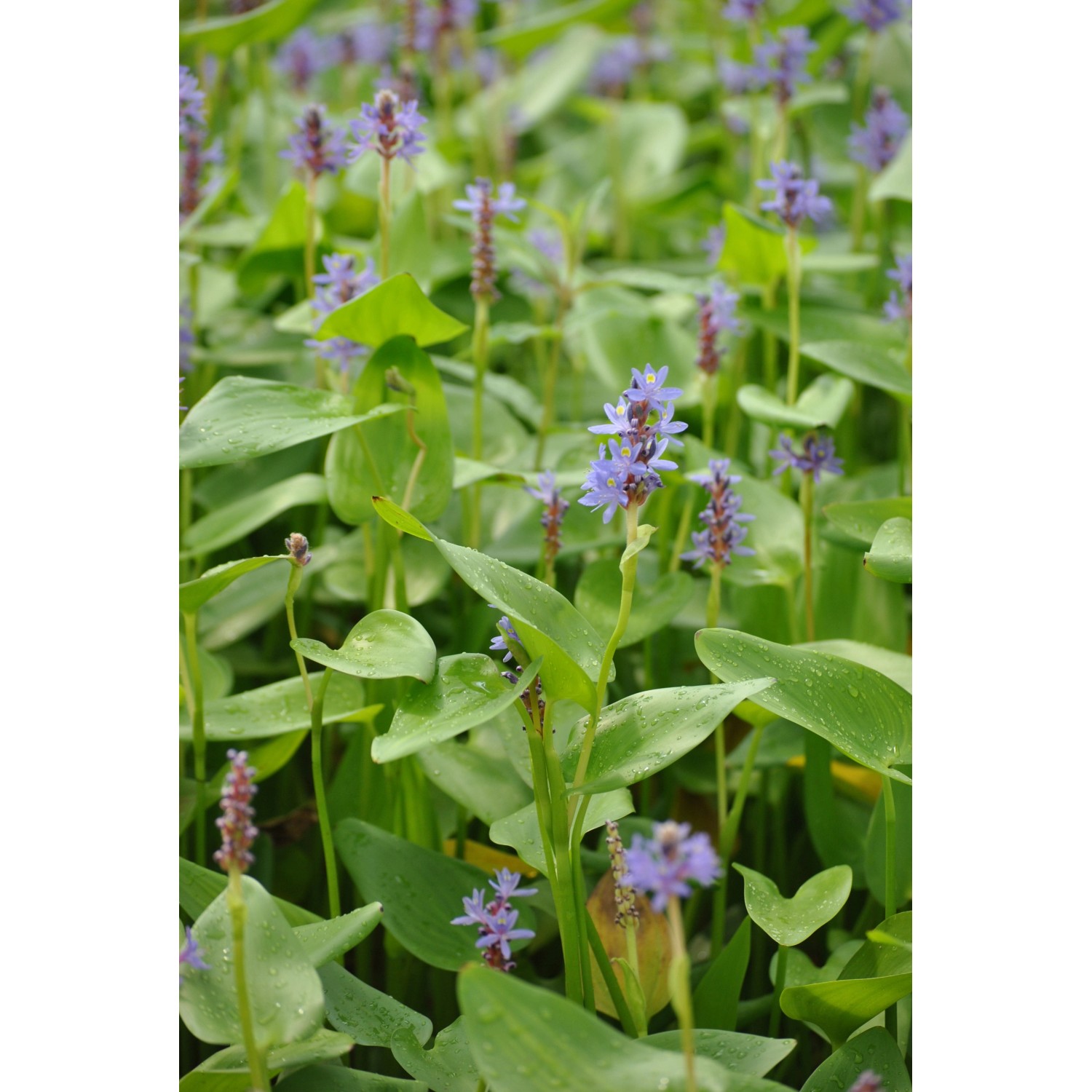 Herzblättriges Hechtkraut Blau Topf-Ø ca. 11 cm x 11 cm günstig online kaufen