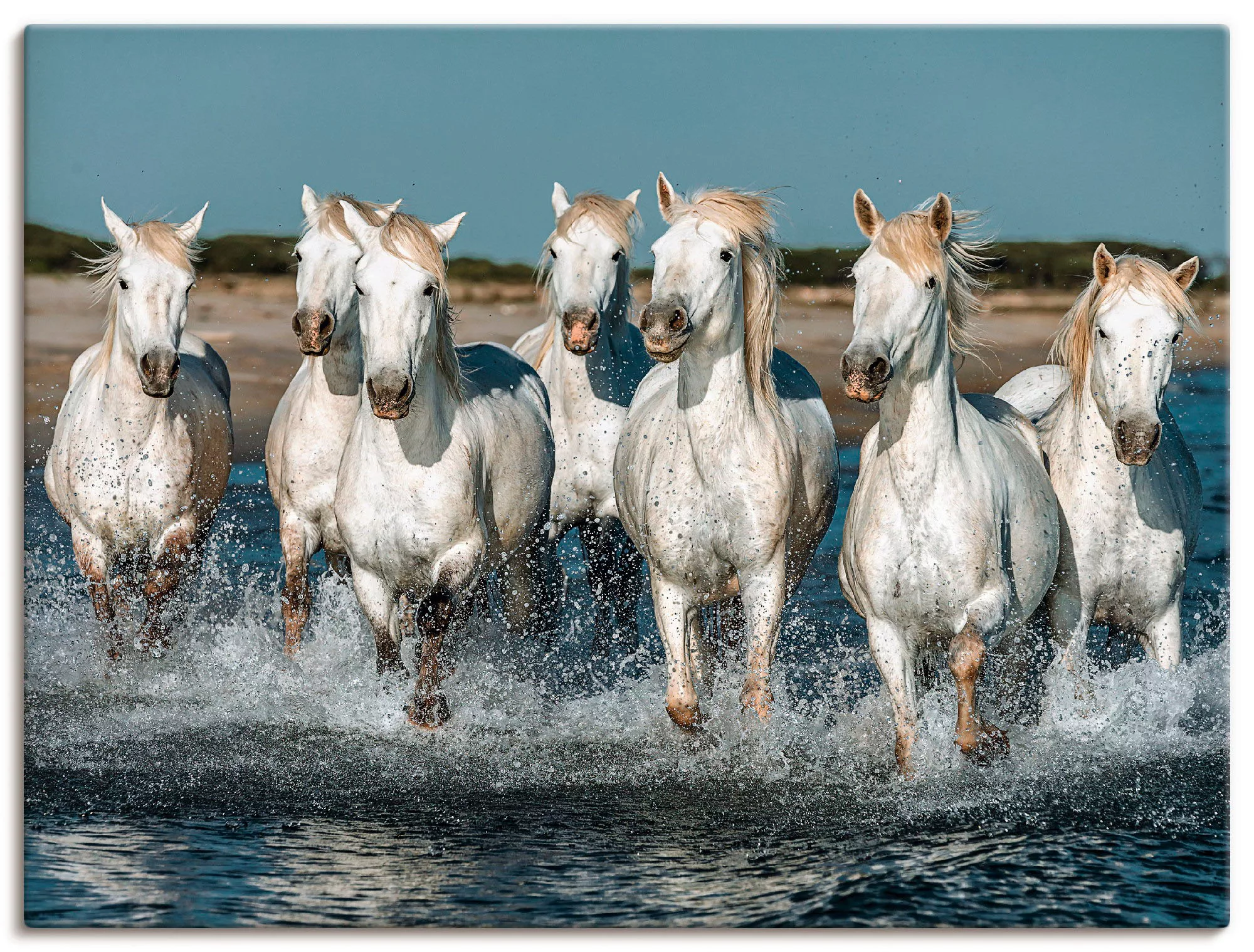 Artland Wandbild "Camargue Pferde galoppieren am Strand", Haustiere, (1 St. günstig online kaufen