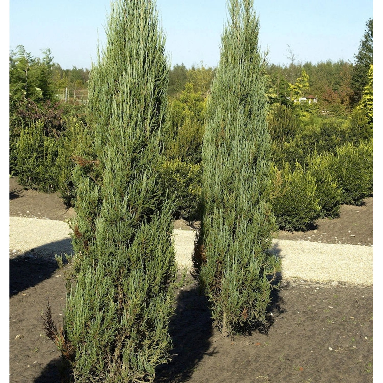 Blauer Raketenwacholder 40-50cm - Juniperus scopulorum günstig online kaufen