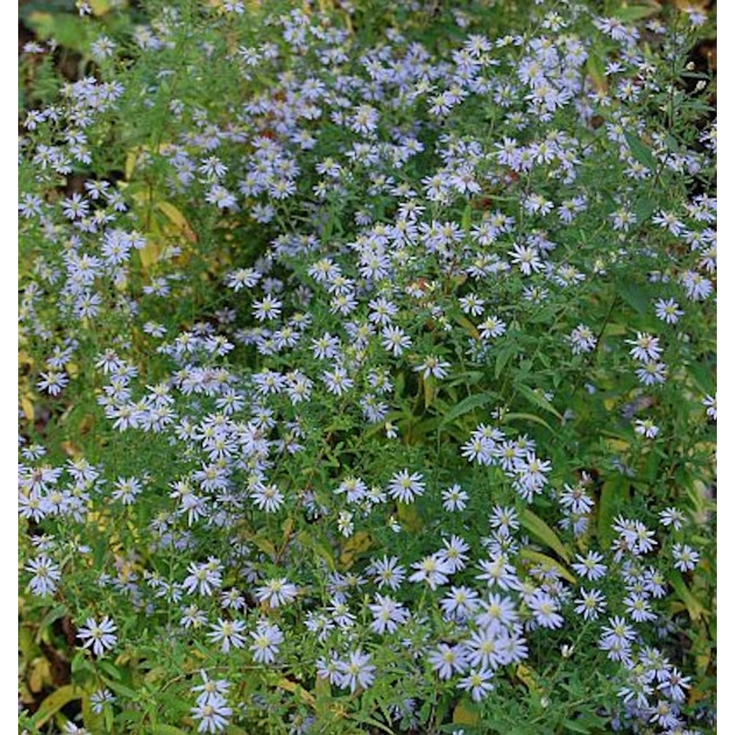 Schleieraster Photograph - Aster cordifolius günstig online kaufen