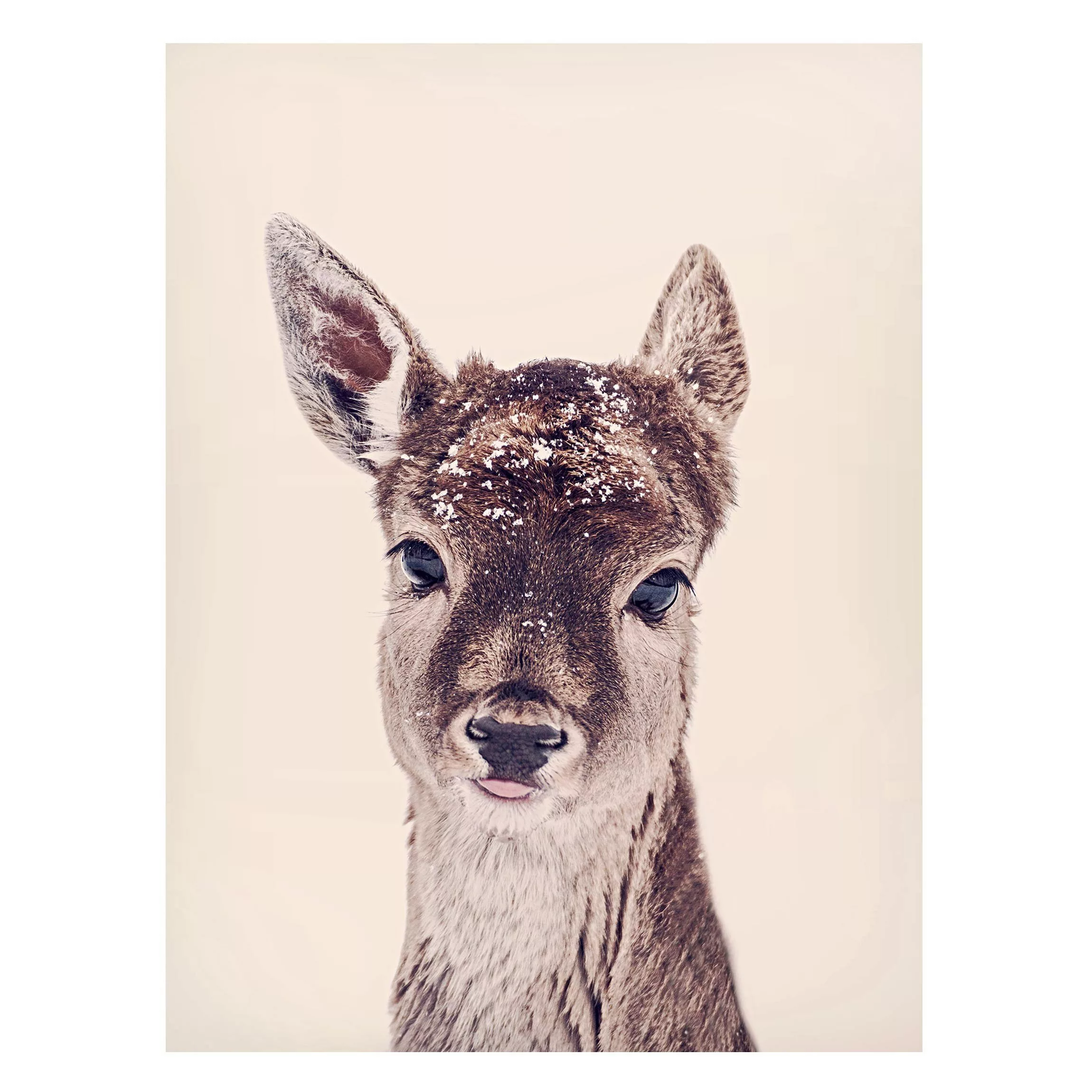 Magnettafel Reh Kitz Portrait günstig online kaufen