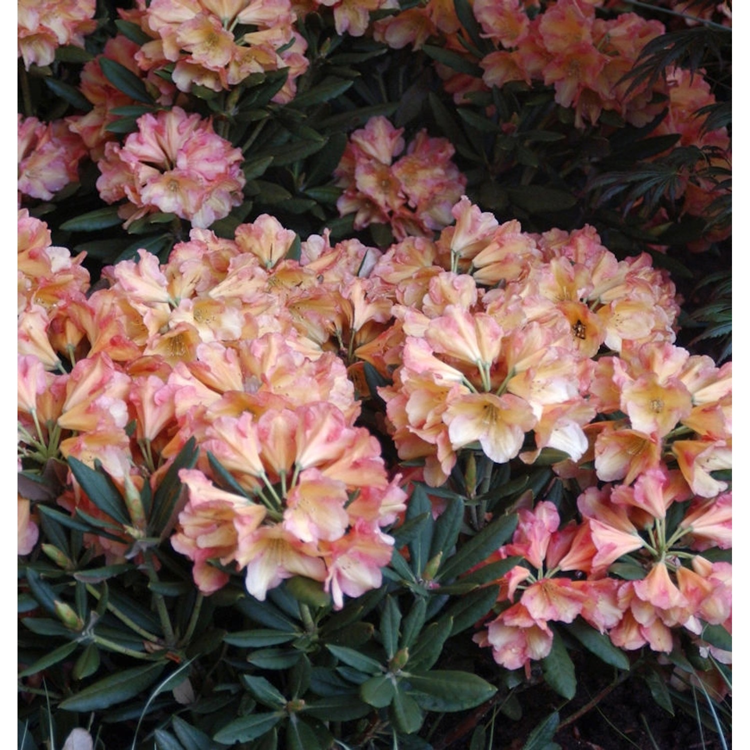 Rhododendron Valencia 40-50cm - Rhododendron yakushimanum günstig online kaufen