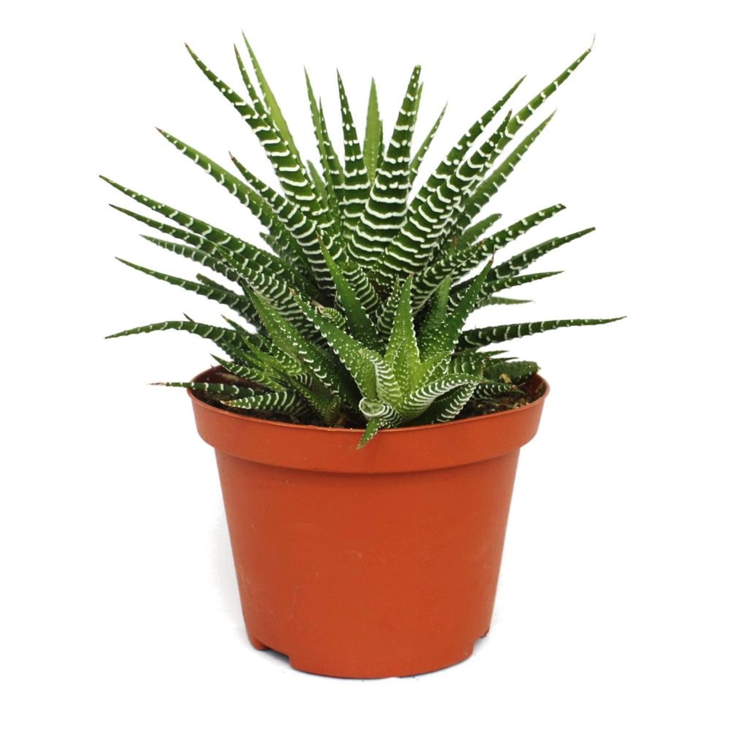 Exotenherz Haworthia Fasciata Big Band Pflanze im 10,5cm Topf günstig online kaufen