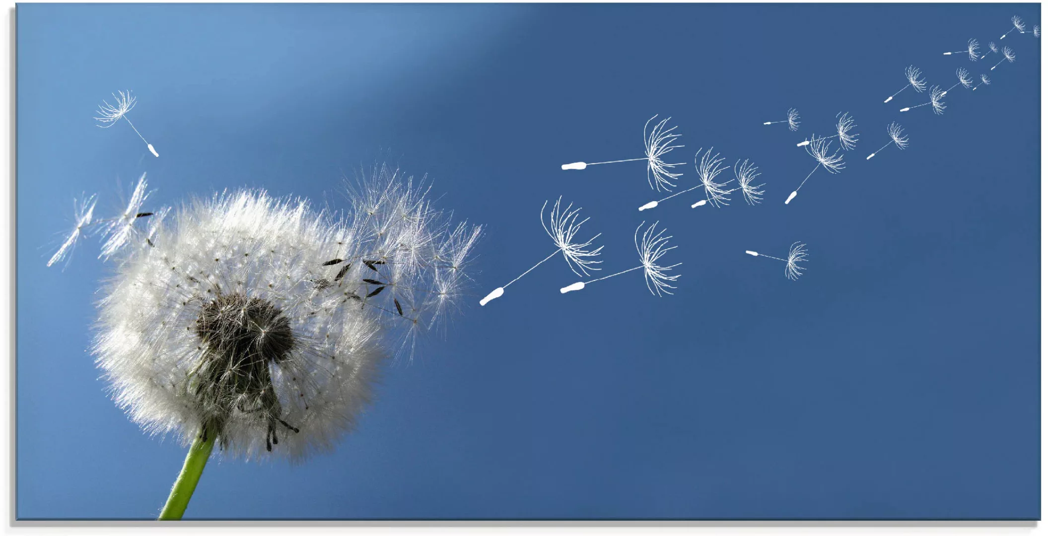 Artland Glasbild "Pusteblume", Blumen, (1 St.), in verschiedenen Größen günstig online kaufen