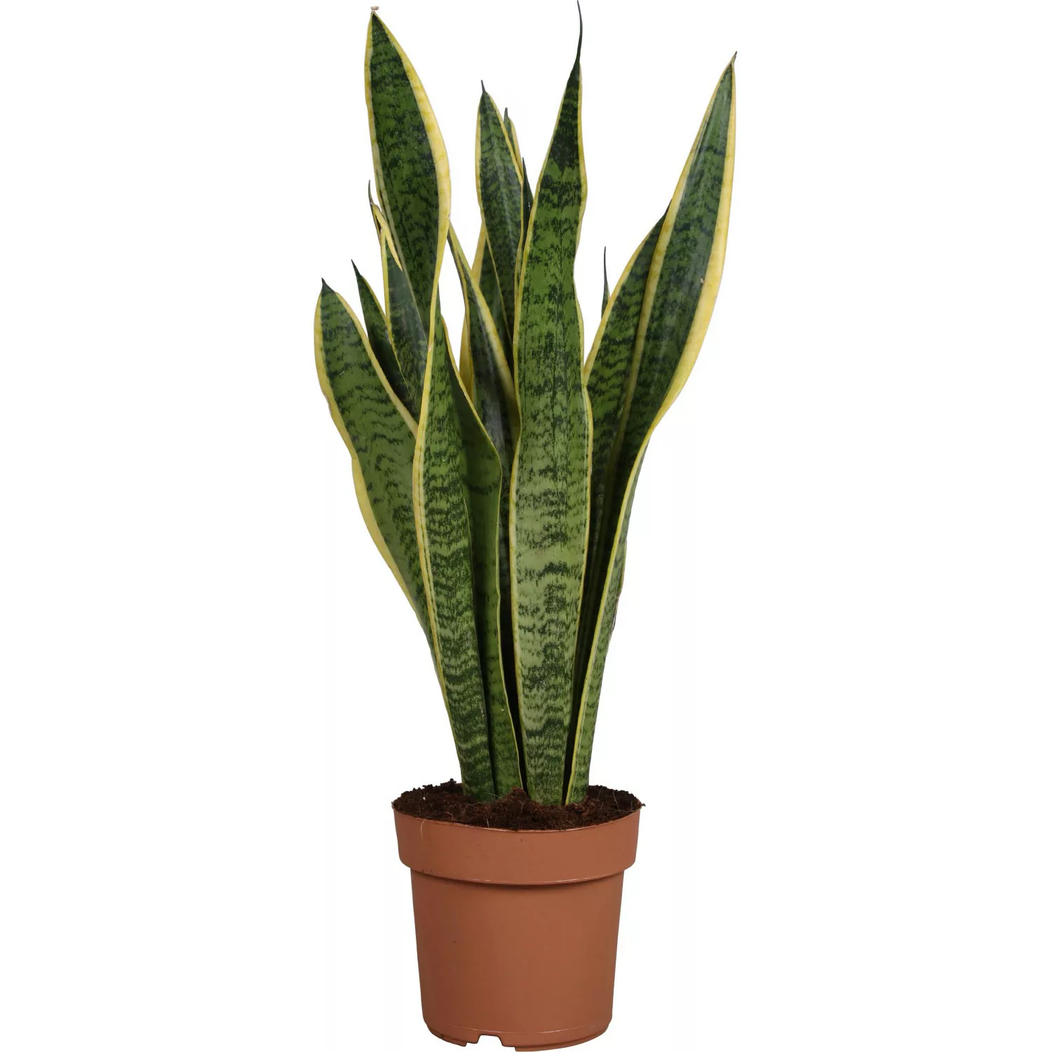 Bogenhanf Laurentii Topf-Ø ca. 17 cm Sansevieria trifasciata günstig online kaufen