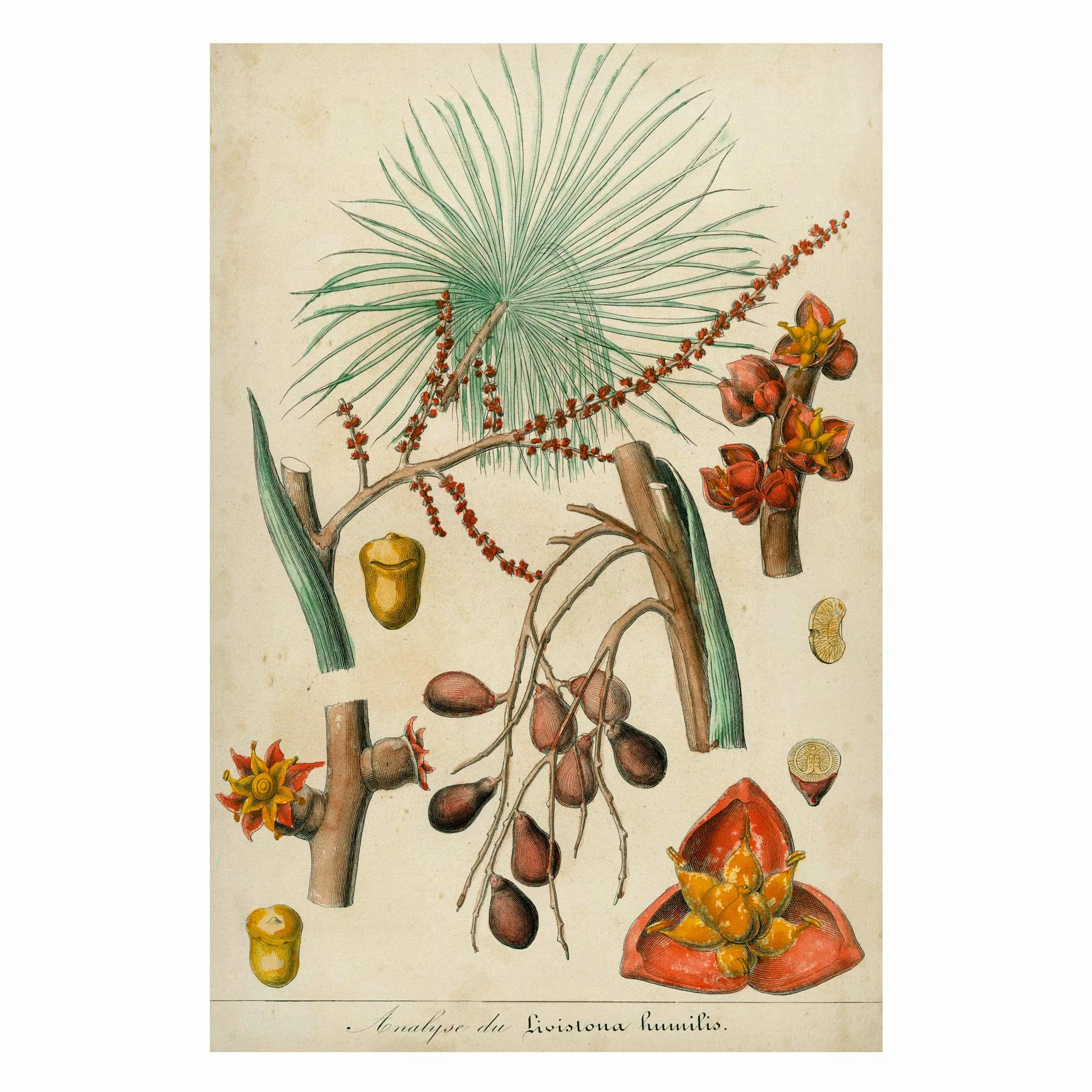 Magnettafel Blumen - Hochformat 2:3 Vintage Lehrtafel Exotische Palmen III günstig online kaufen