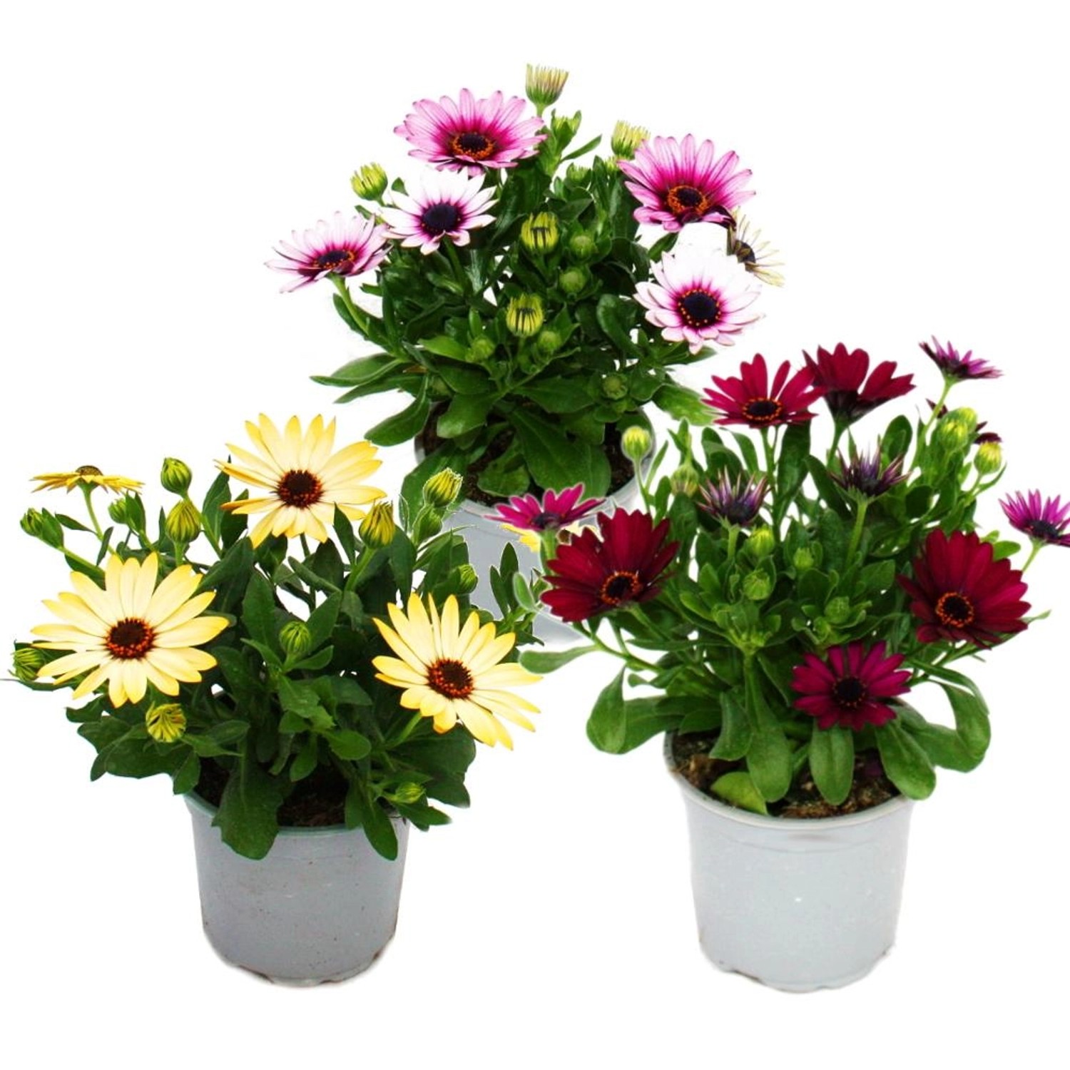 Exotenherz Kapkörbchen Osteospermum Ecklonis 11cm Topf Set mit 3 Pflanzen F günstig online kaufen