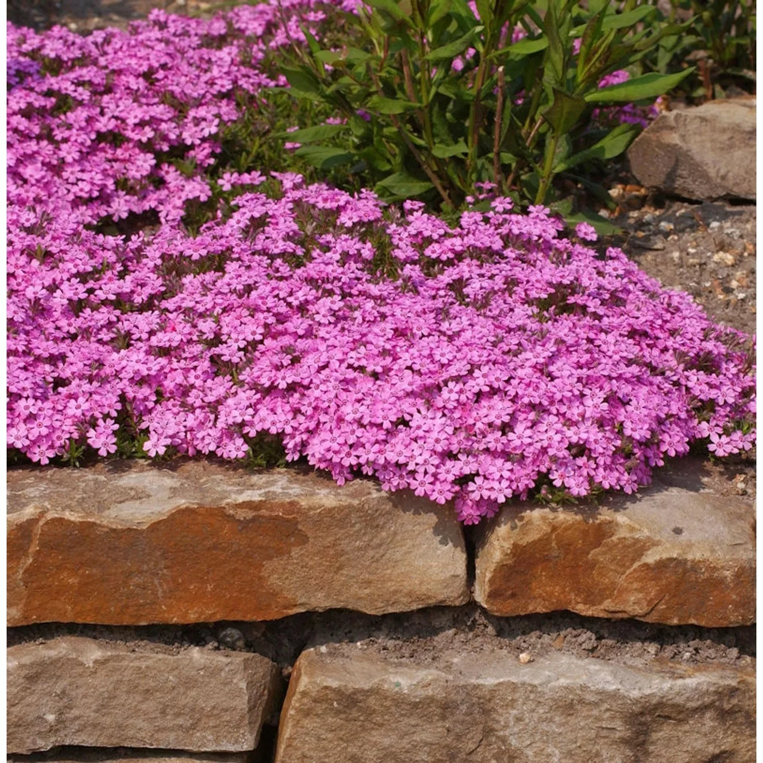 Niedrige Flammenblume Mc Daniels Cushion - Phlox subulata günstig online kaufen