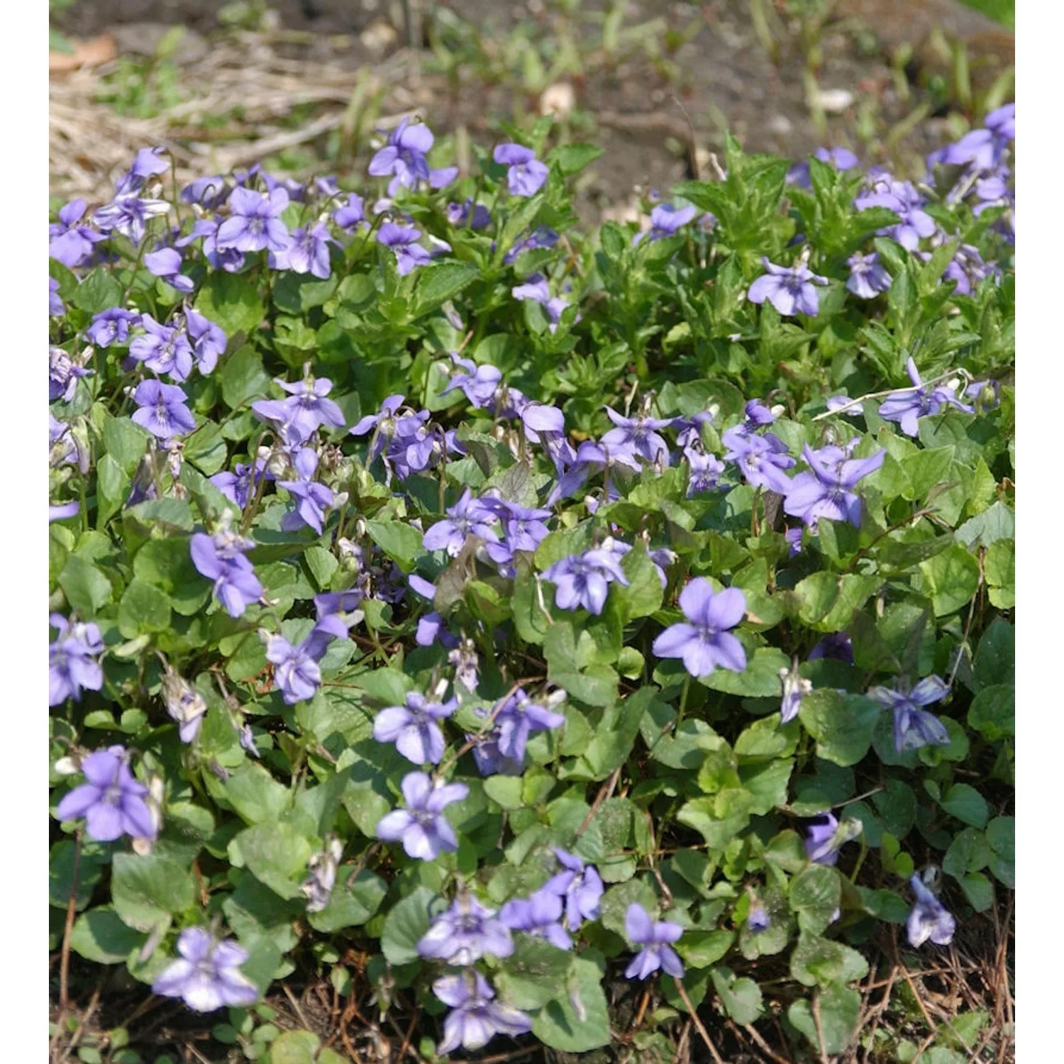 Wald Veilchen - Viola reichenbachiana günstig online kaufen