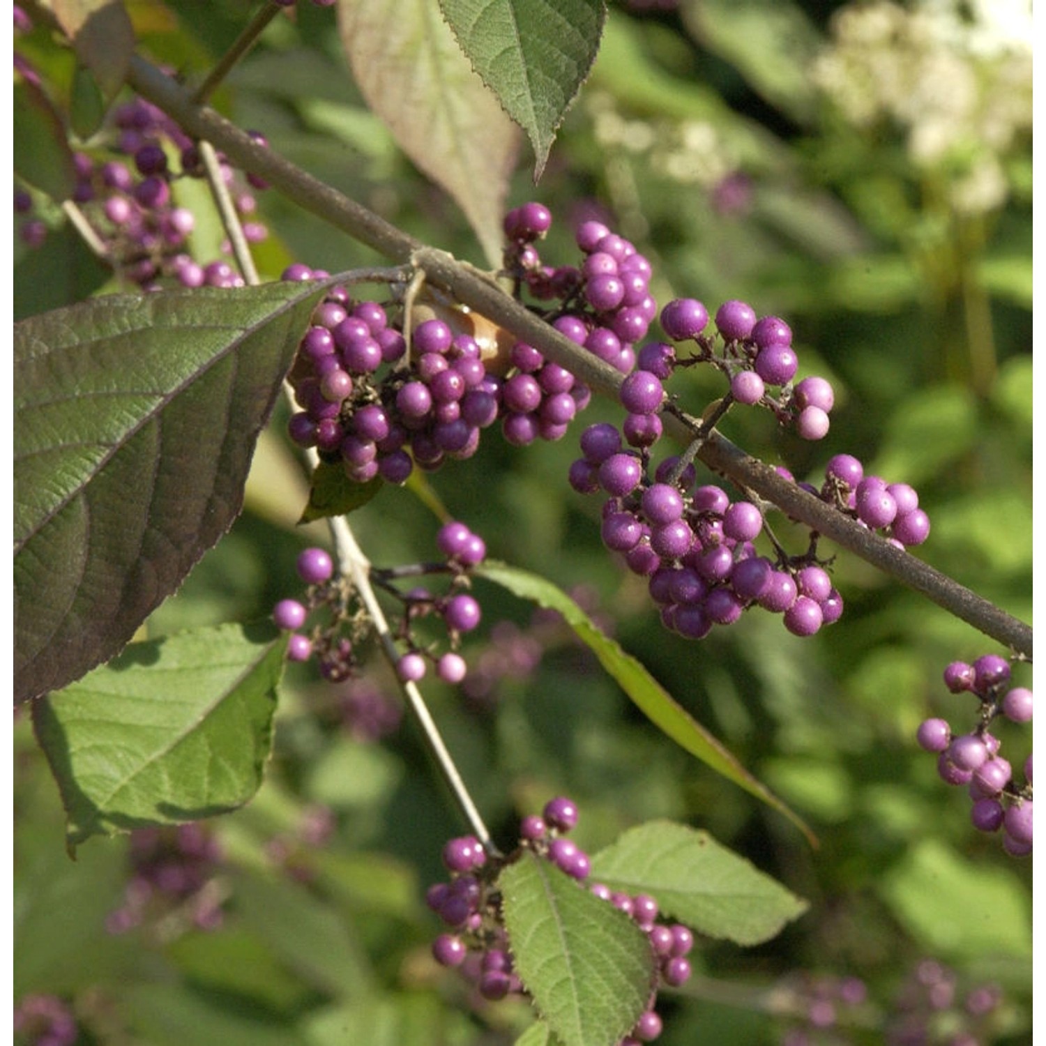 Schönfrucht Pearl Glam 60-80cm - Callicarpa günstig online kaufen