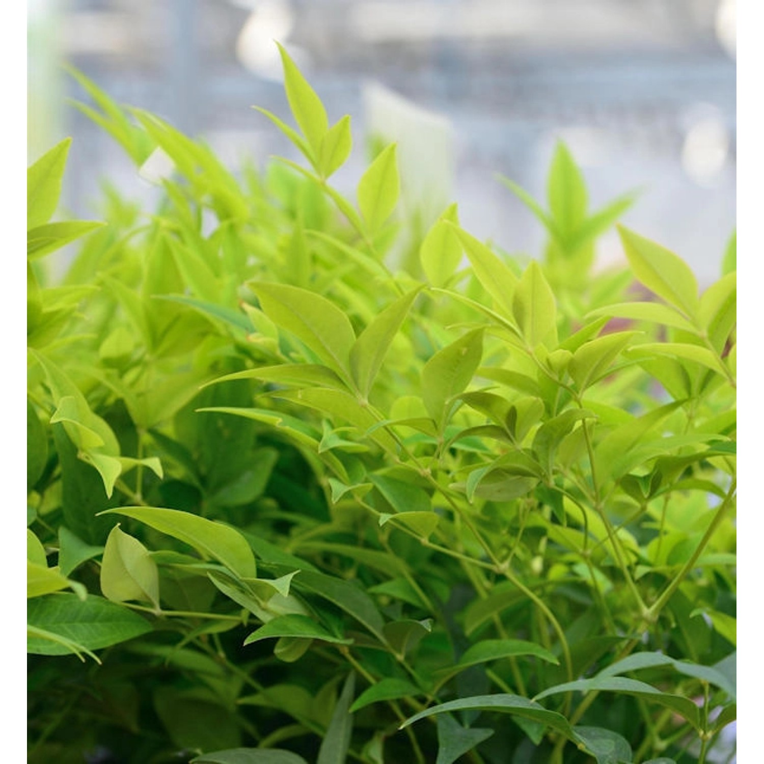 Himmelsbambus Lemon Lime 30-40cm - Nandina domestica günstig online kaufen