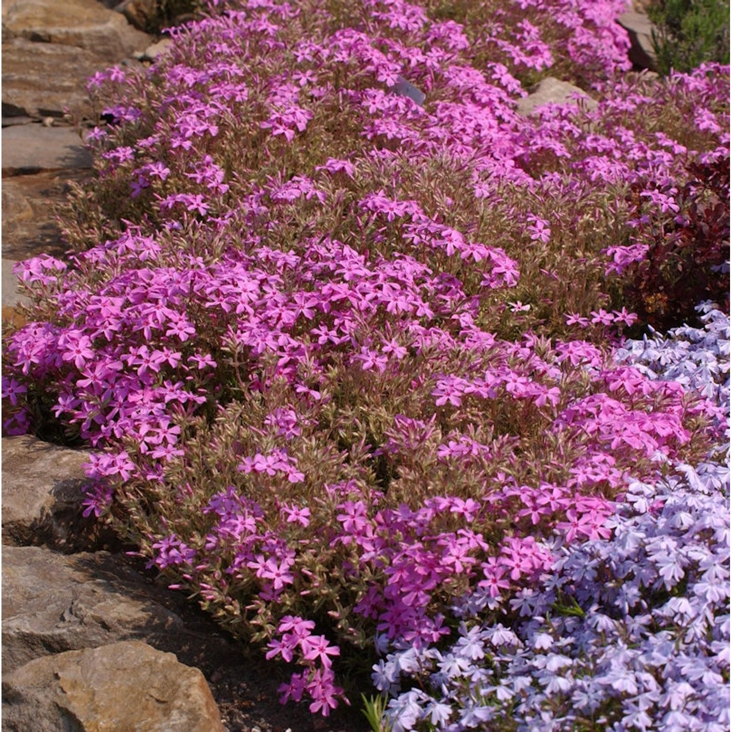 Niedrige Flammenblume Drummond Pink - Phlox subulata günstig online kaufen