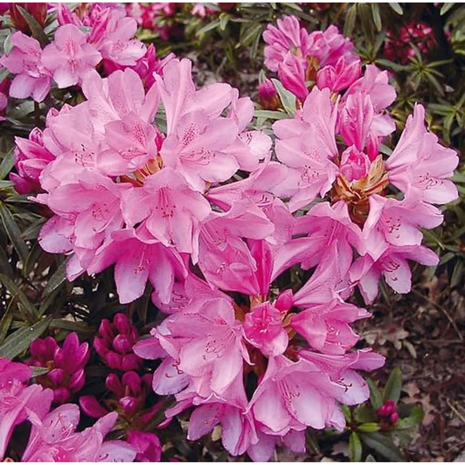 Rhododendron Graziella 30-40cm - Rhododendron ponticum günstig online kaufen