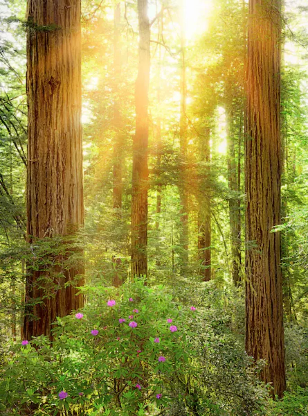 Komar Vliestapete »Redwood« günstig online kaufen