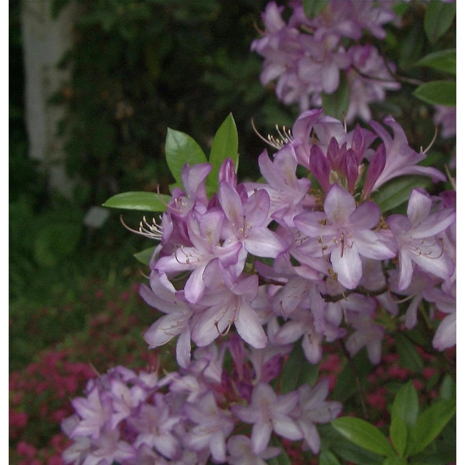 Azaleodendron Govenianum 40-50cm - Rhododendron Govenianum günstig online kaufen