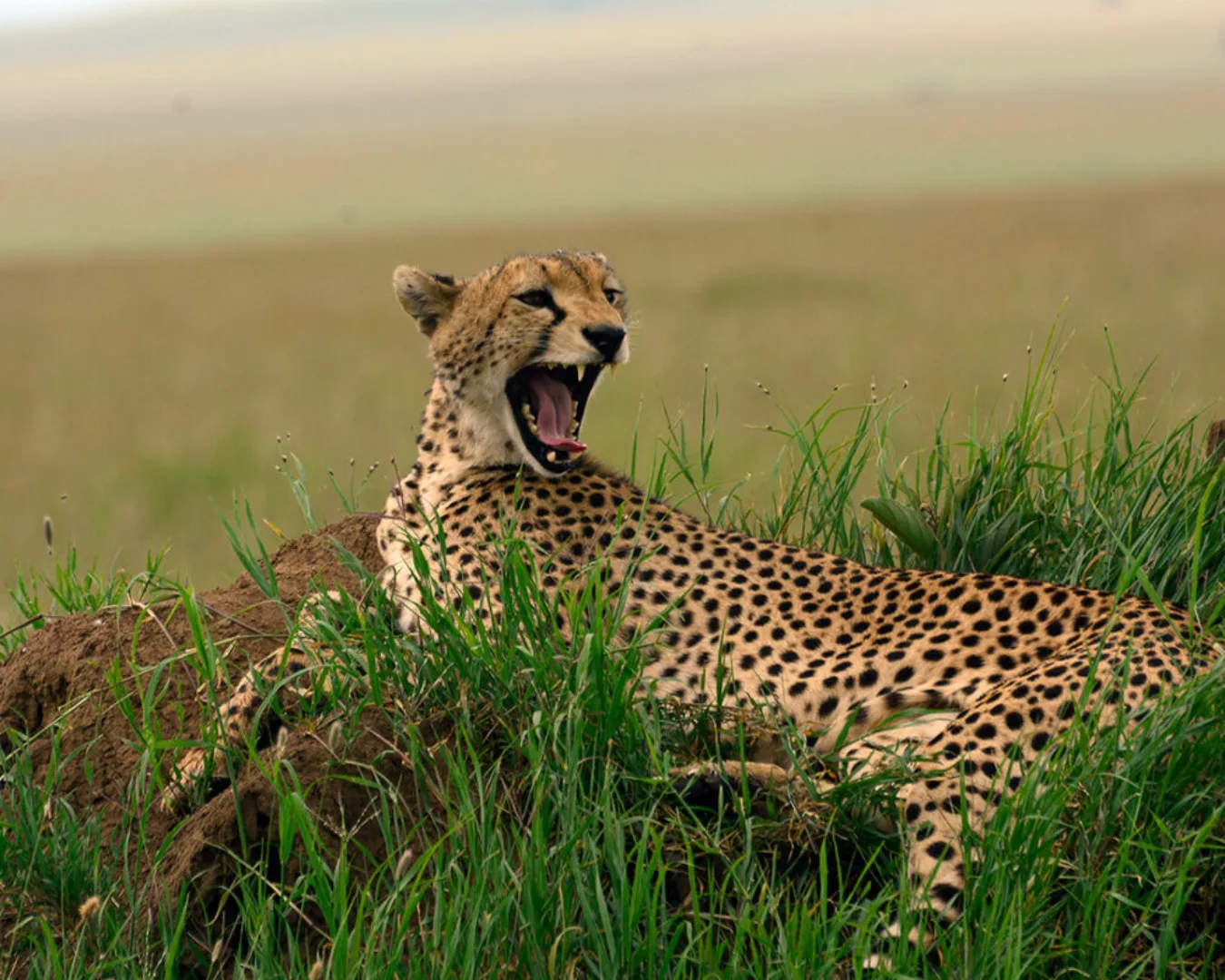Fototapete "Gepard Afrika" 4,00x2,50 m / Glattvlies Brillant günstig online kaufen
