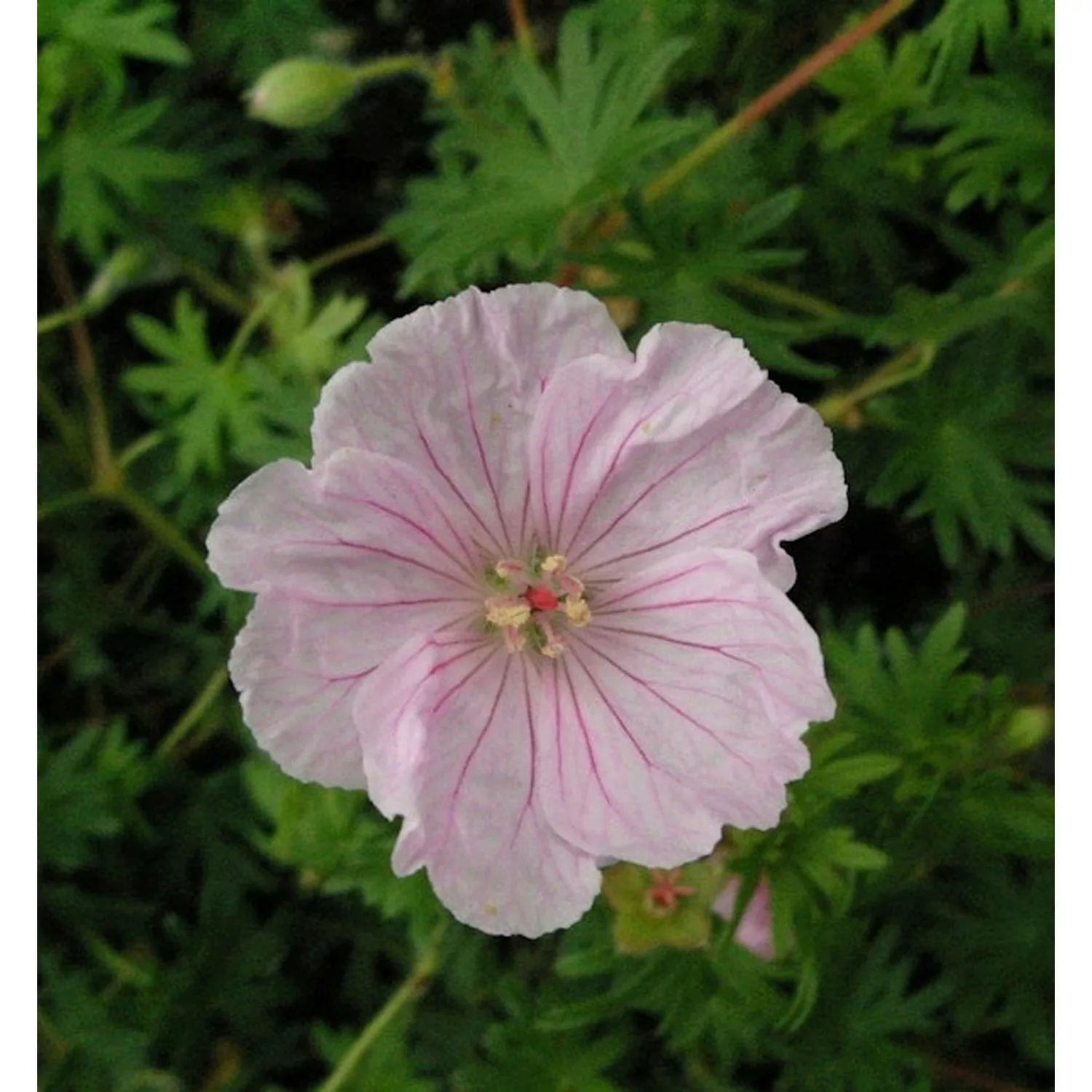 Storchenschnabel Pink Summer - Geranium sanguineum günstig online kaufen