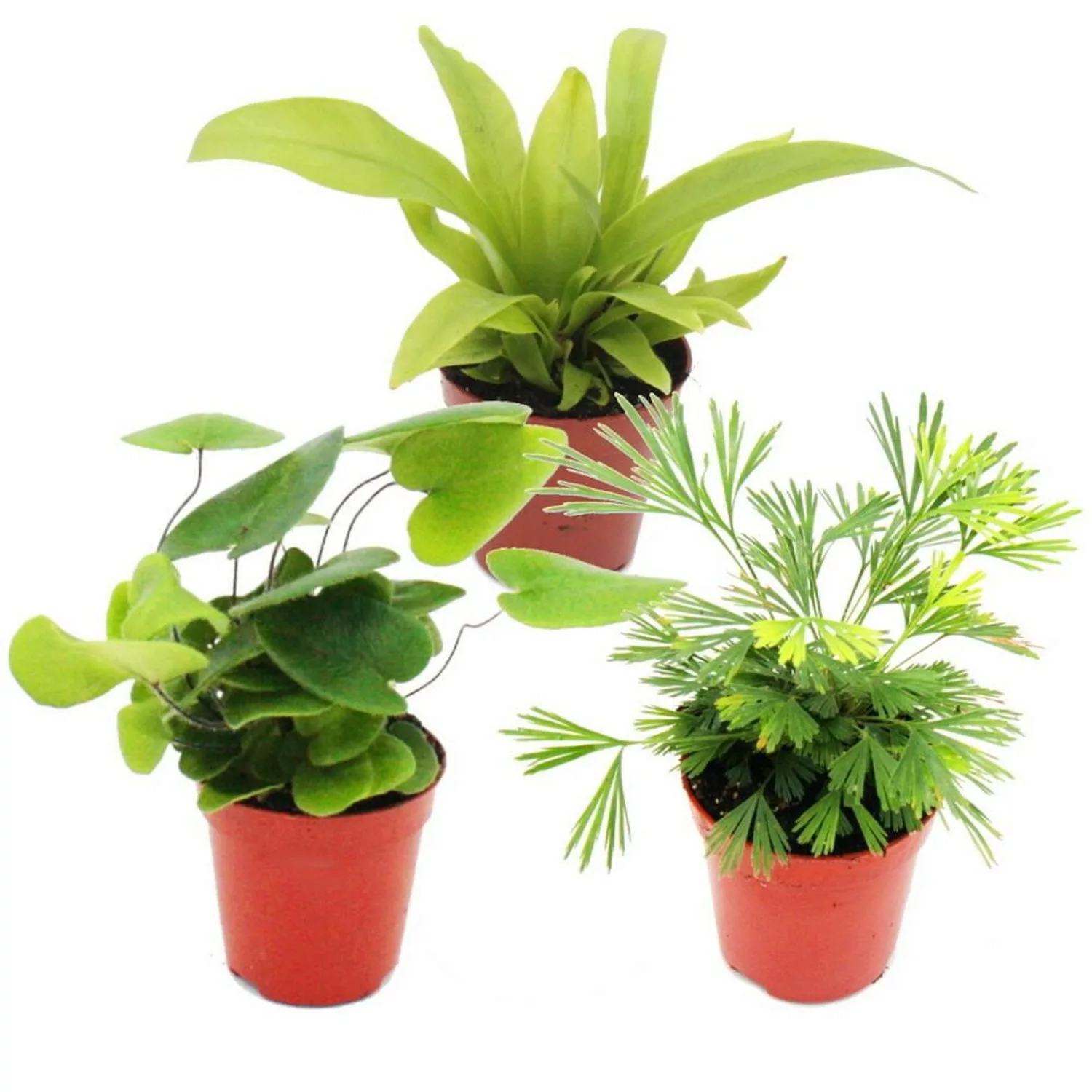 Exotenherz Mini Farn Trio Set mit 3 Verschiedenen Mini Farnen Asplenium Act günstig online kaufen