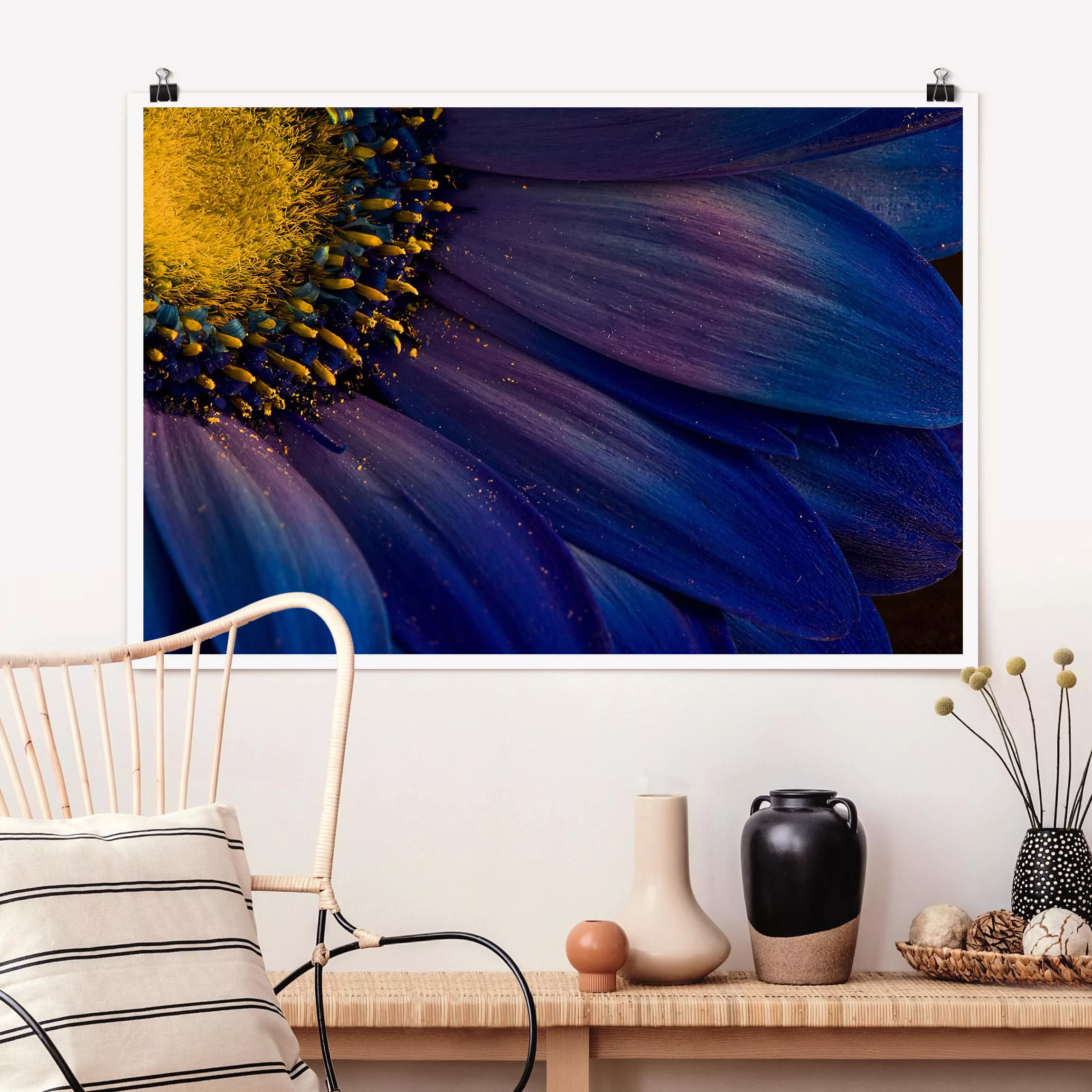 Poster Blumen - Querformat Blaue Gerberablüte günstig online kaufen