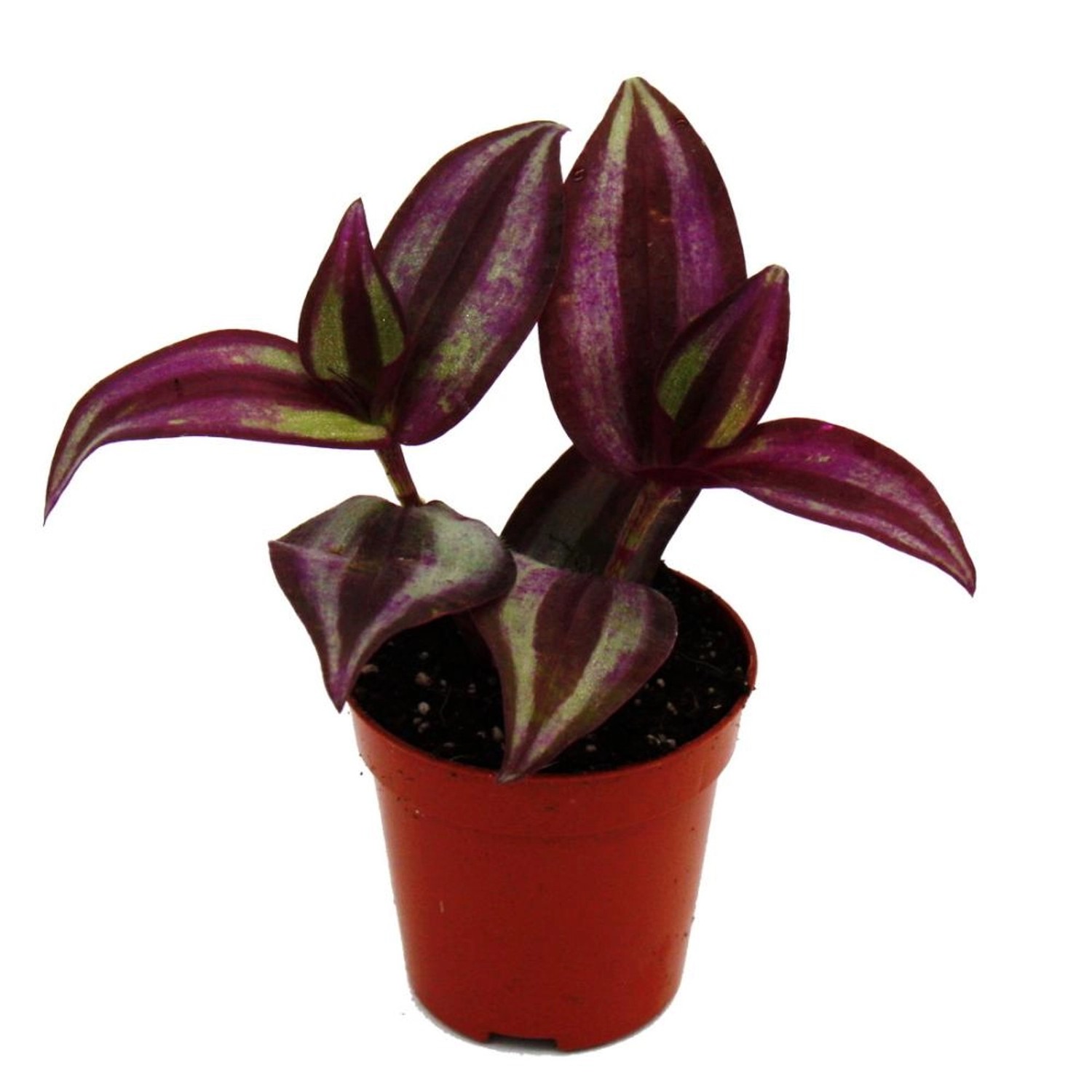 Exotenherz Mini Pflanze Tradescantia Purple Dreimasterblume Wasserhexe Idea günstig online kaufen