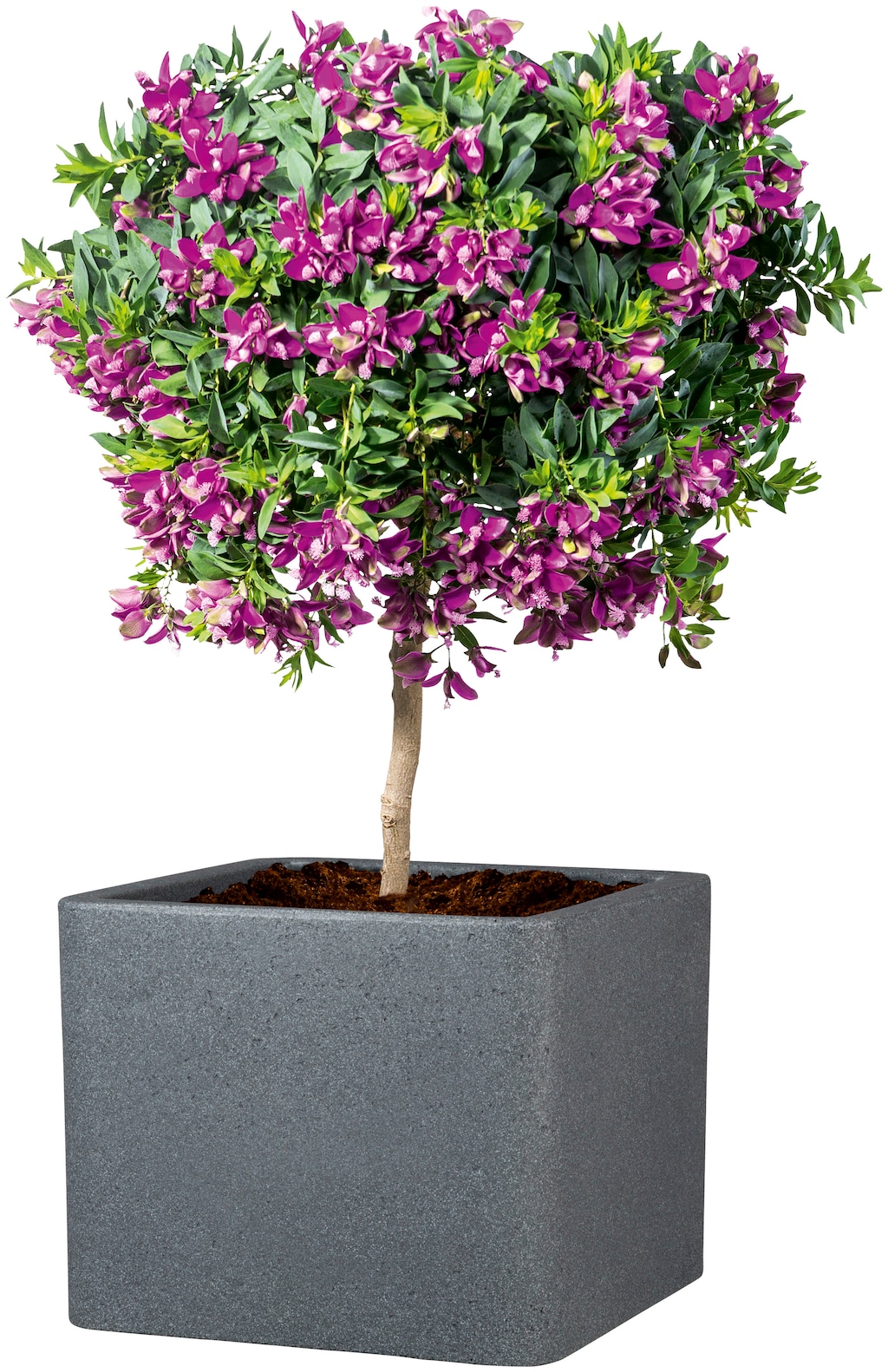 Scheurich Blumentopf "40/140 ALEA UET" günstig online kaufen