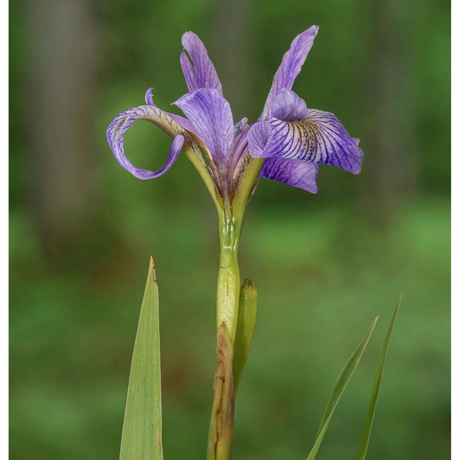 Sibirische Wieseniris Omars Cup - Iris sibirica günstig online kaufen