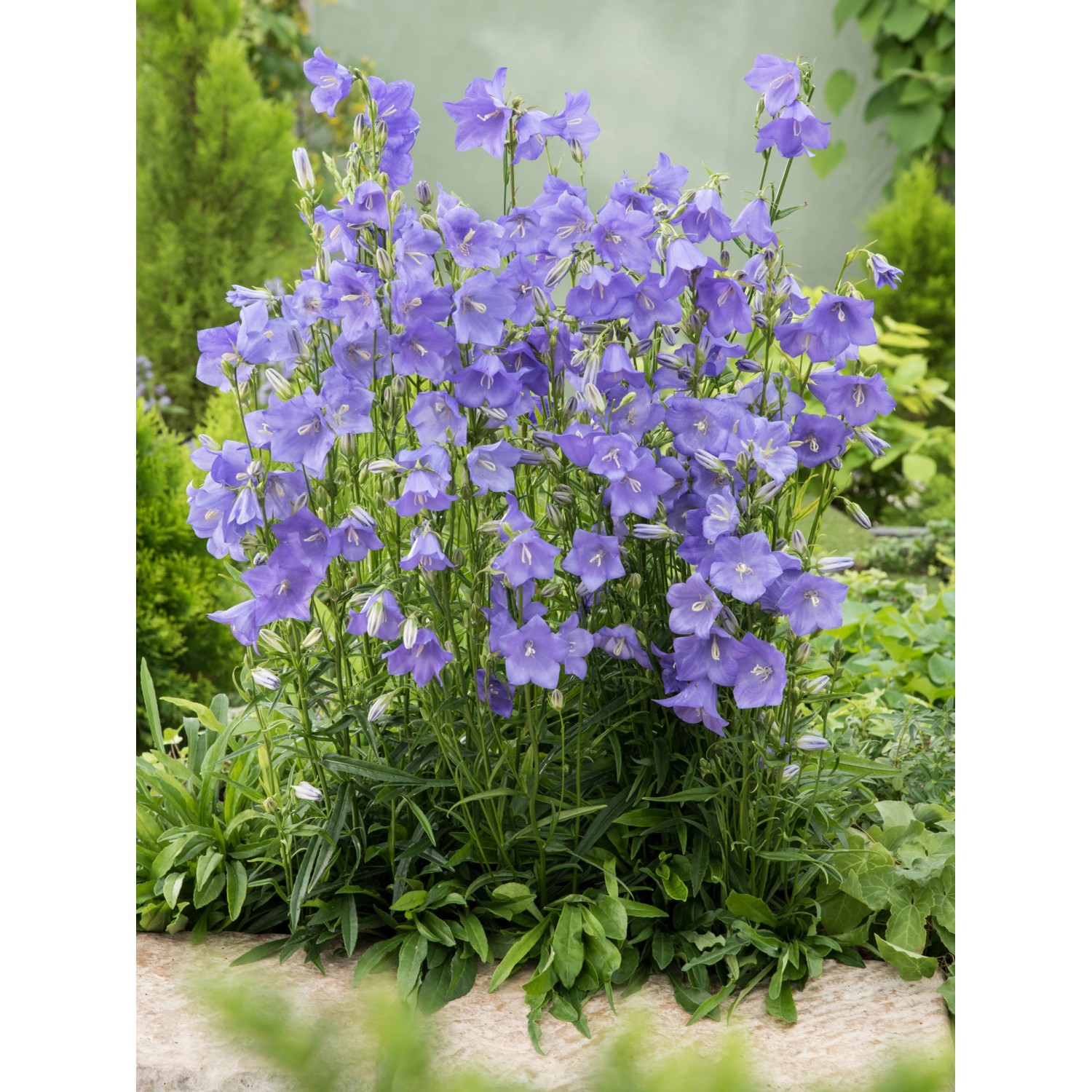 OBI Glockenblume Grandiflora Caerulea Blau Topf-Ø ca. 9 cm x 9 cm Campanula günstig online kaufen