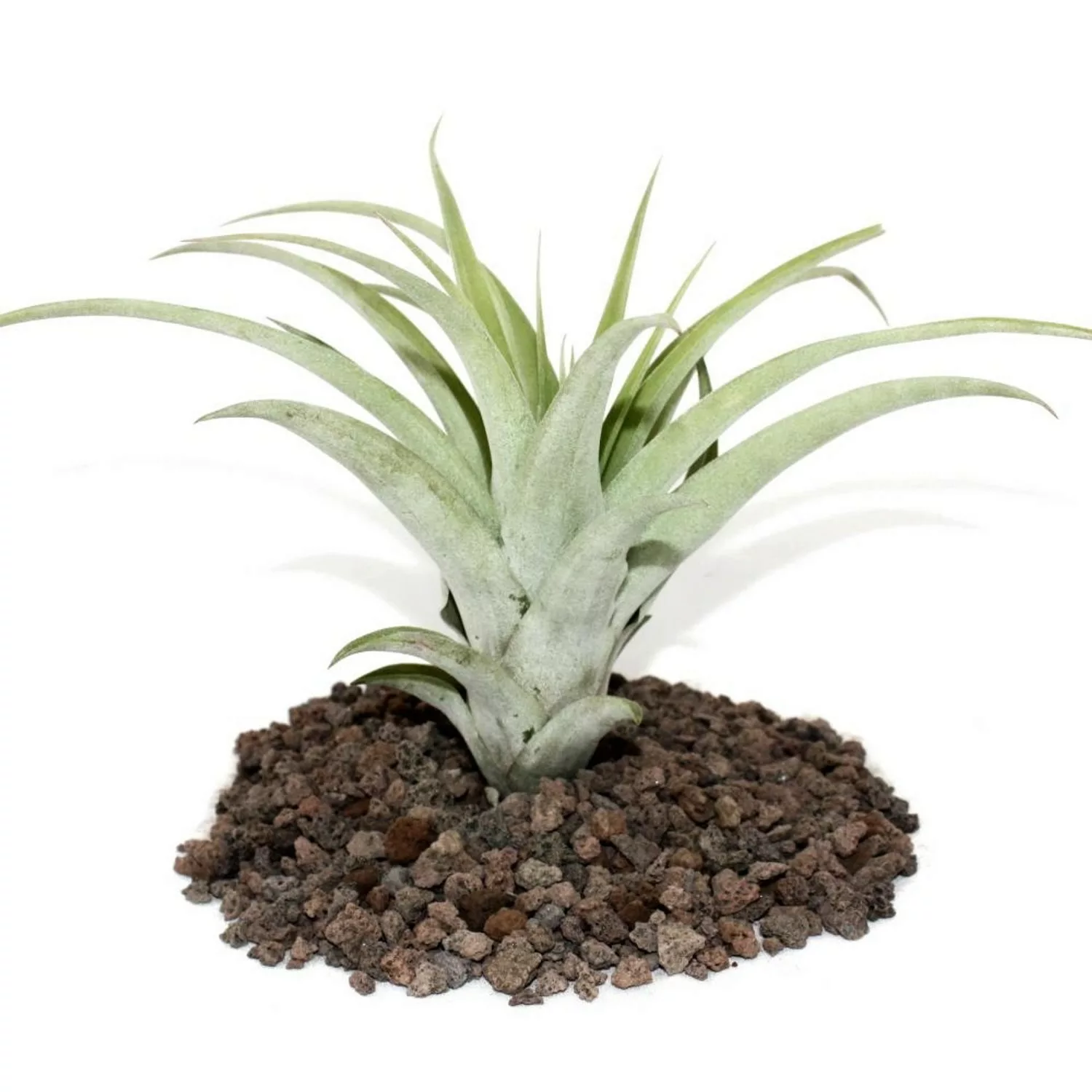 Exotenherz Tillandsia Capitata Lose Pflanze Gross günstig online kaufen