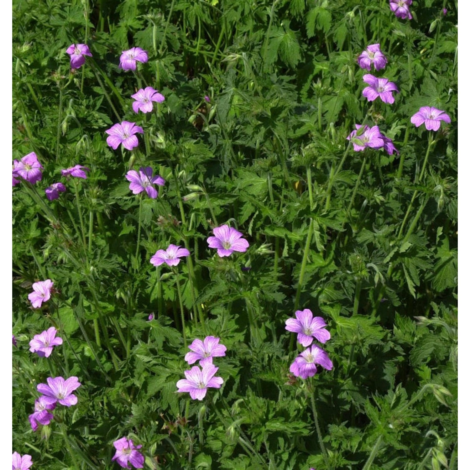 Storchenschnabel Claridge Druce - Geranium oxonianum günstig online kaufen