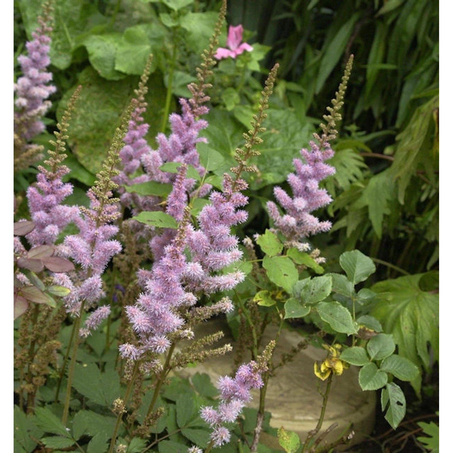 Teppich Spiere - Astilbe chinensis günstig online kaufen