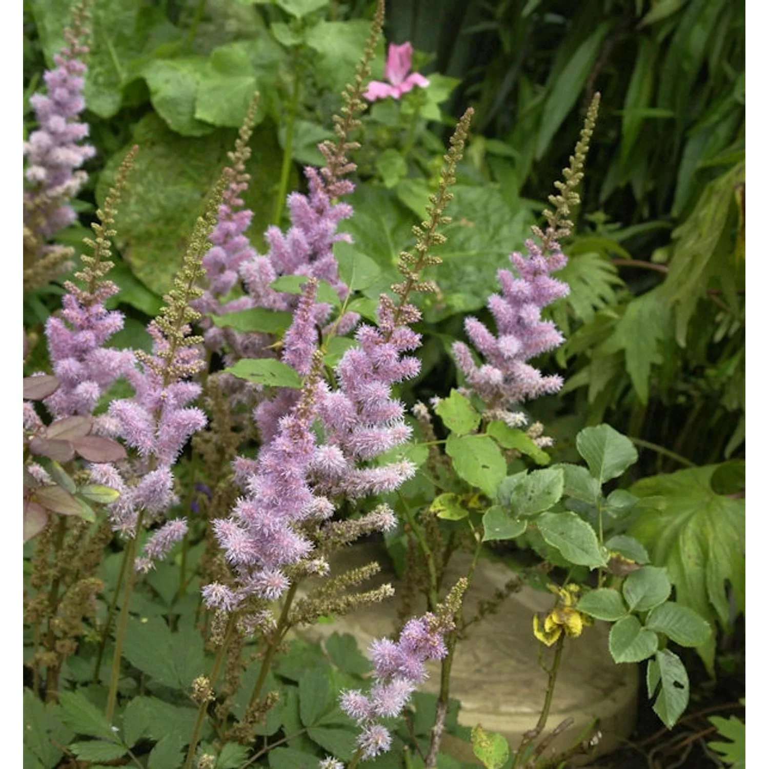 Teppich Spiere - Astilbe chinensis günstig online kaufen